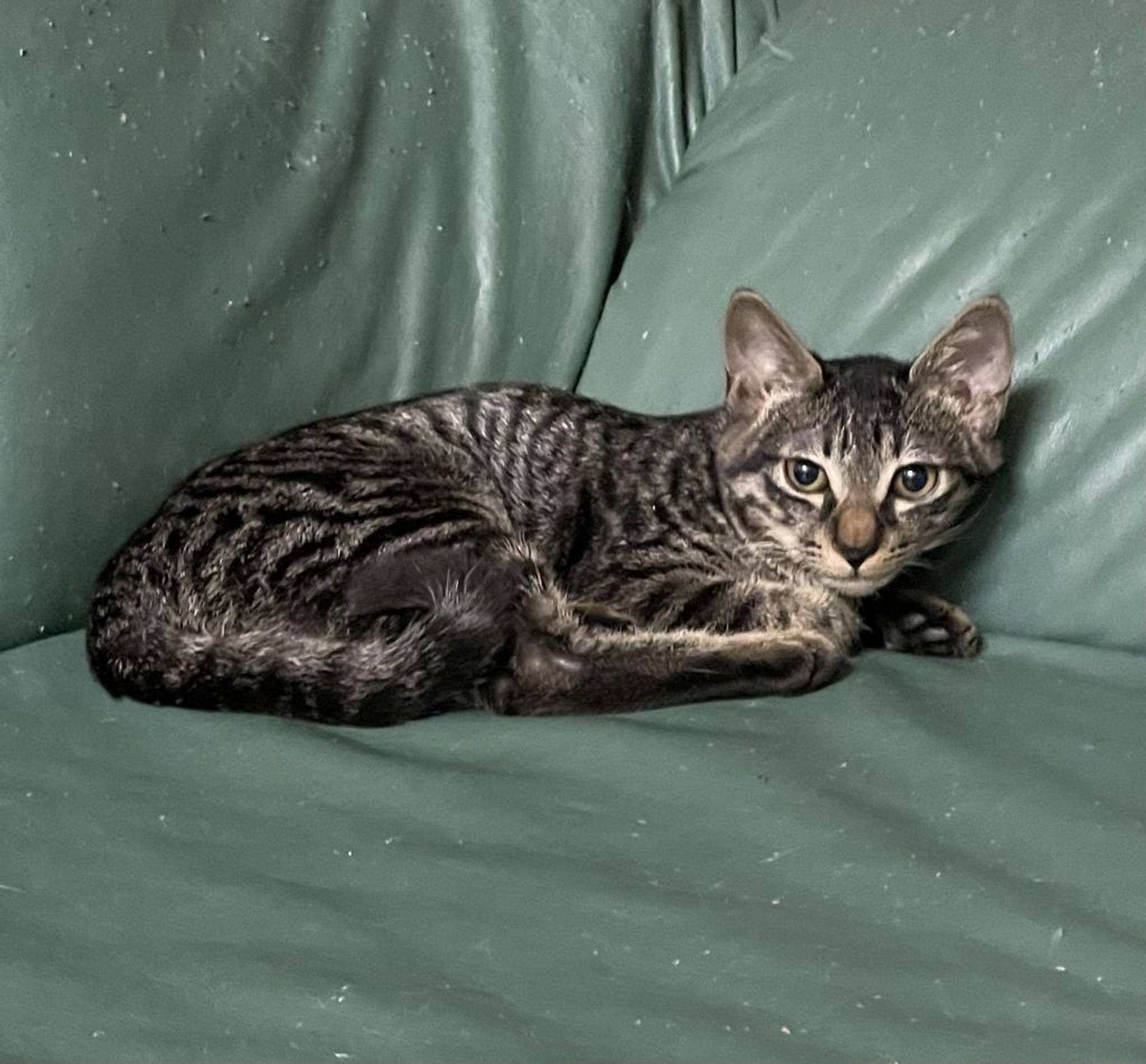 雑種（ミックス猫）・オスの里親募集の写真
