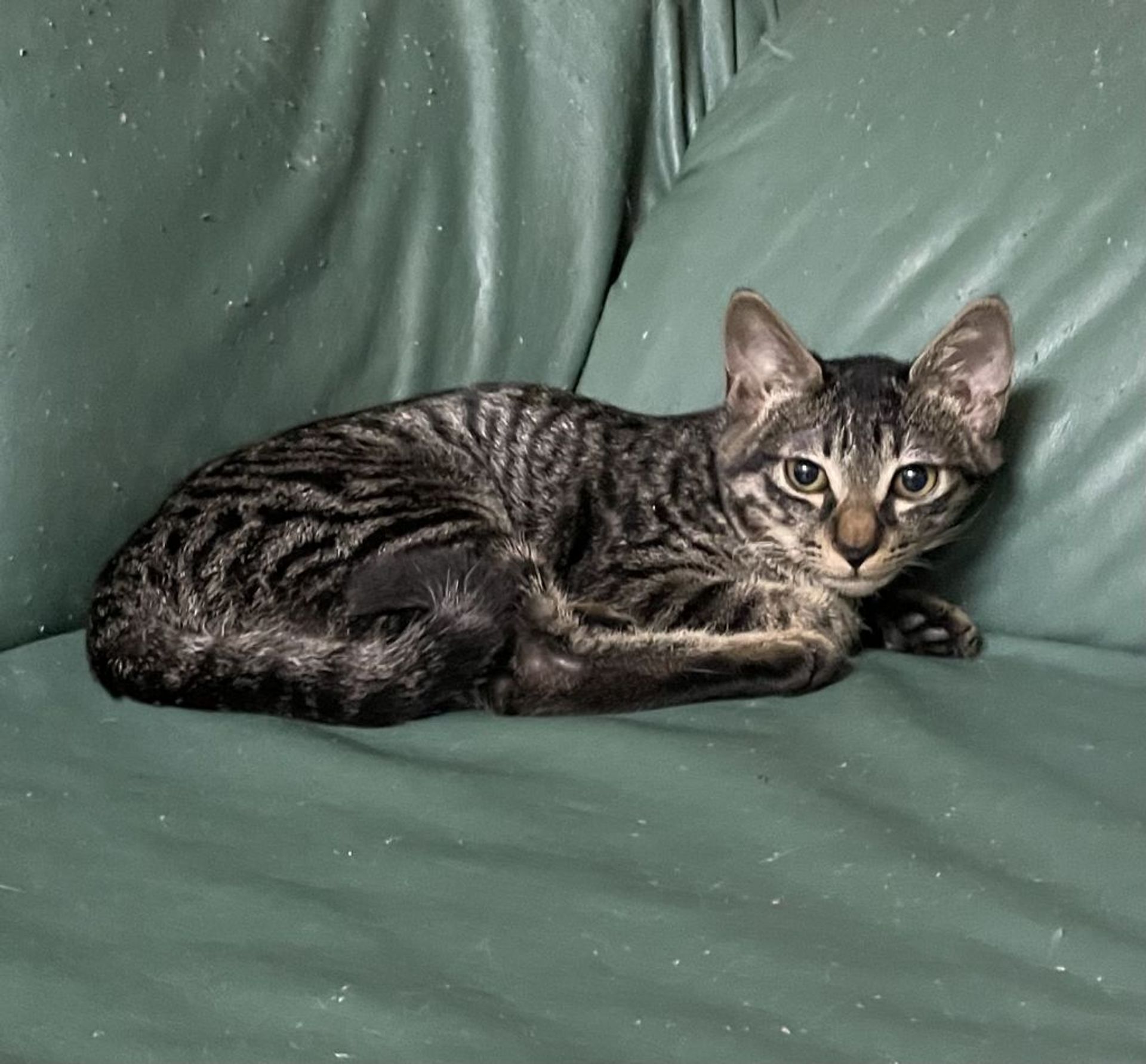 雑種（ミックス猫）・オスの里親募集の写真
