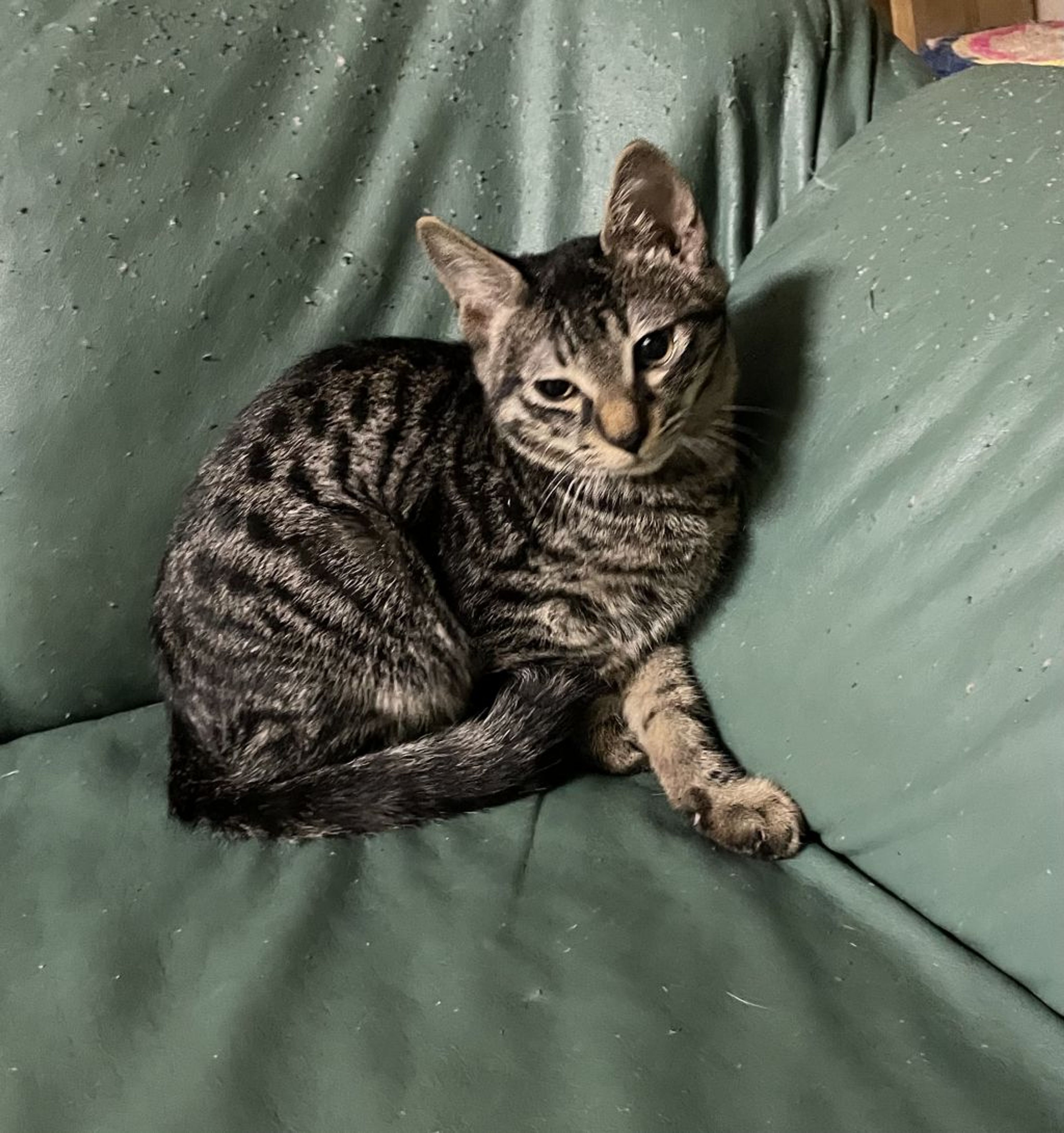 pet-image-2