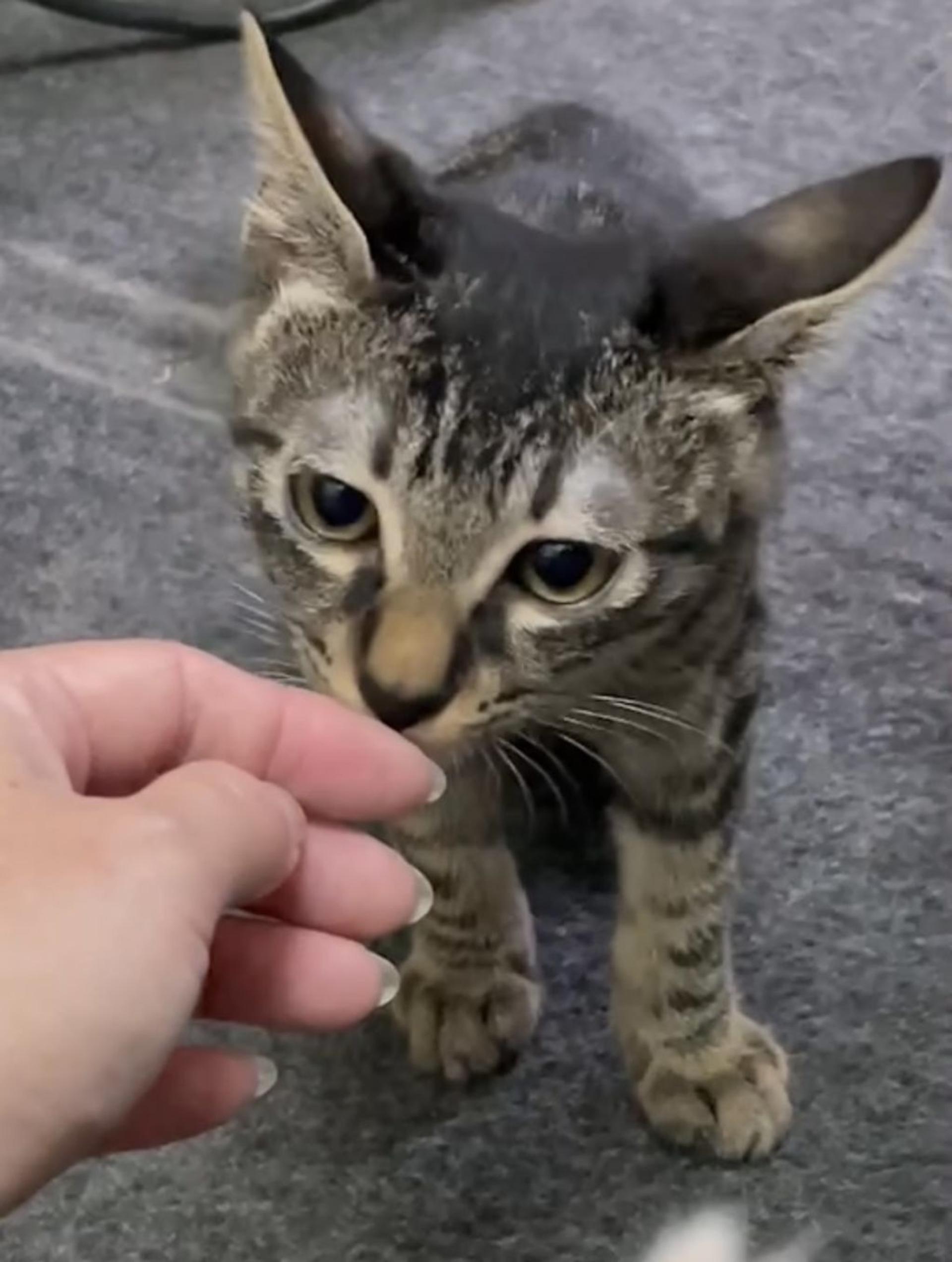 pet-image-4