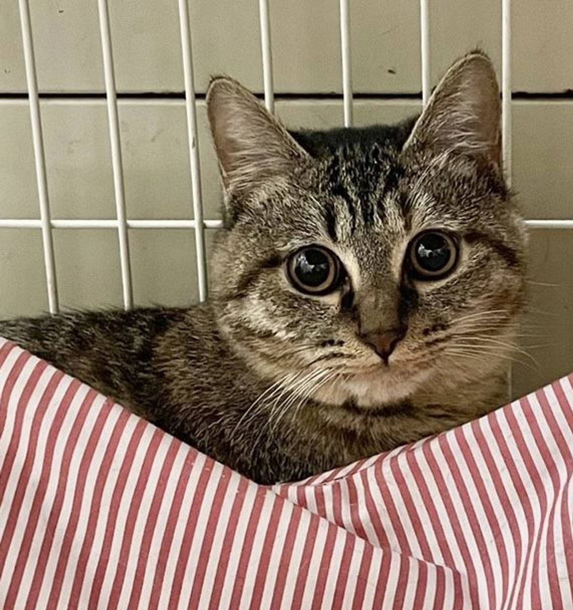 雑種（ミックス猫）・メスの里親募集の写真