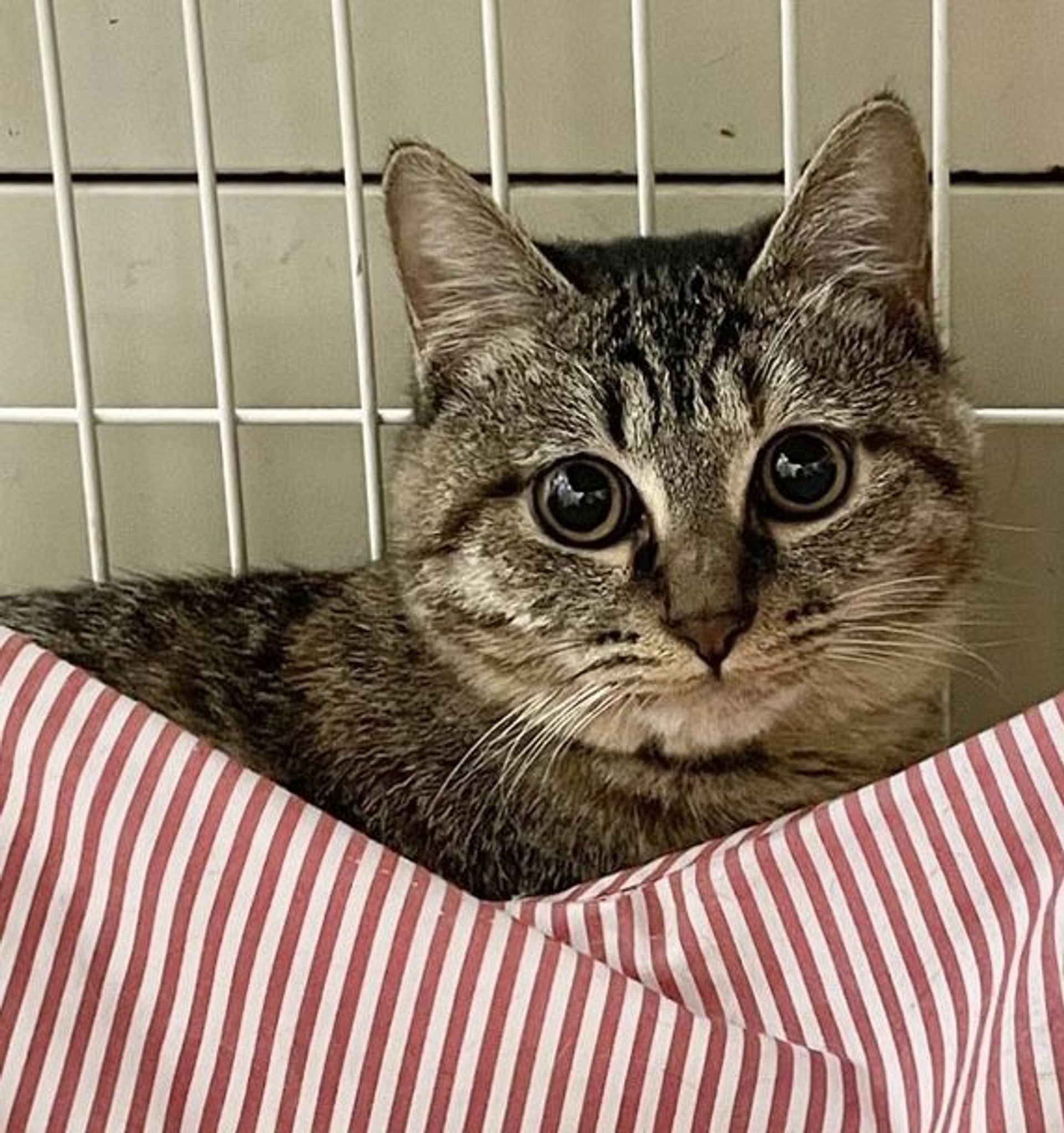 雑種（ミックス猫）・メスの里親募集の写真