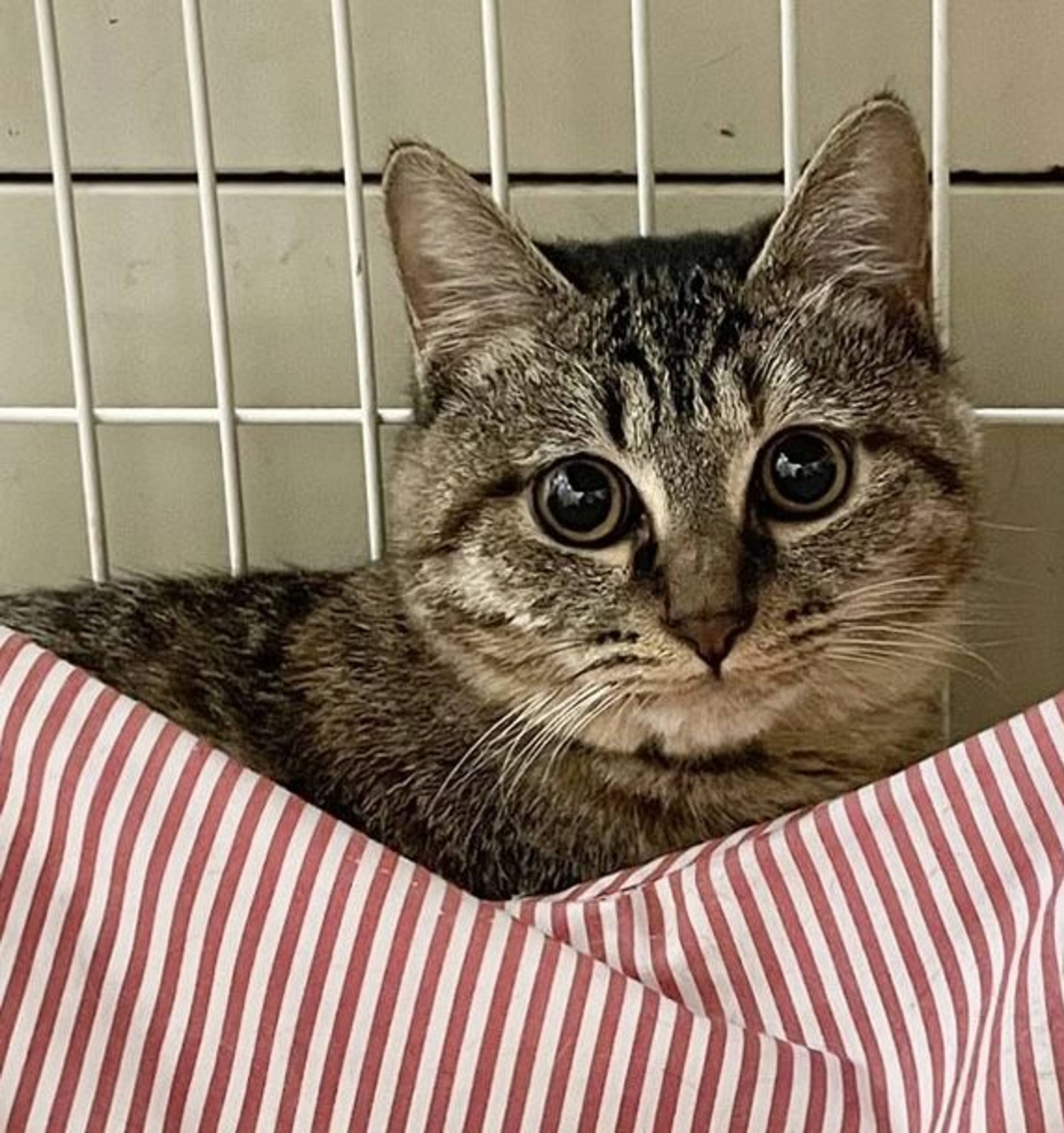 雑種（ミックス猫）・メスの里親募集の写真