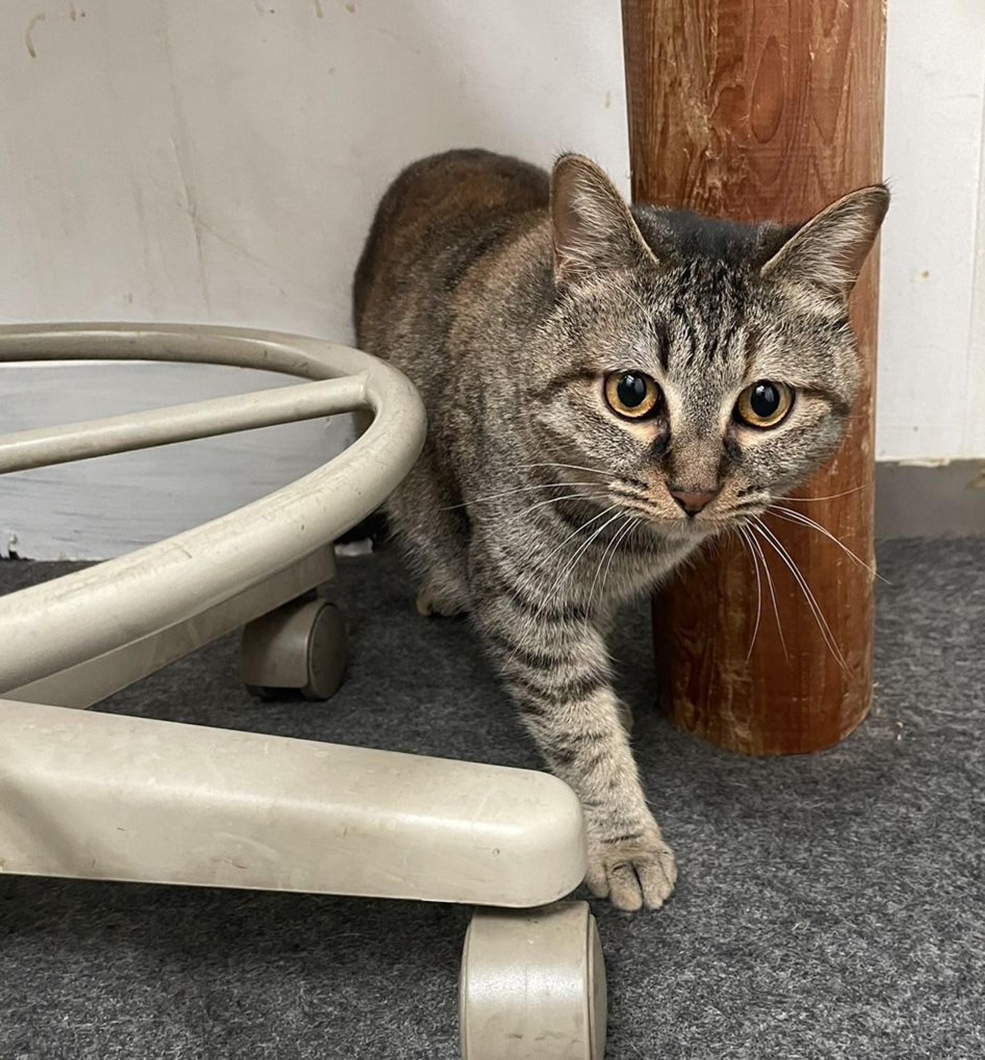 pet-image-9