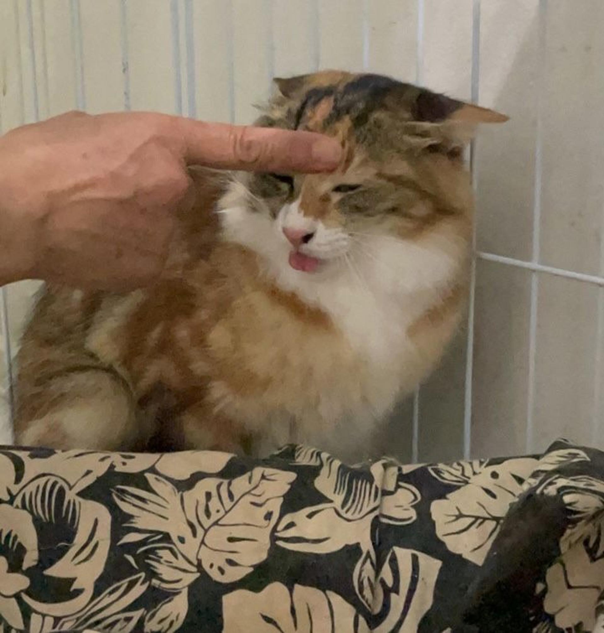 pet-image-8