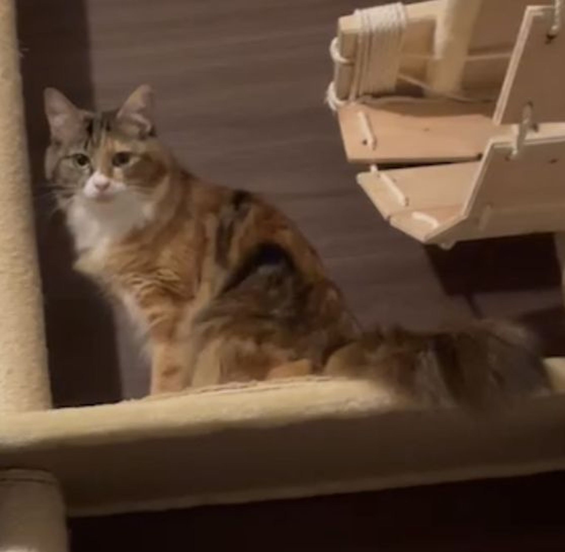 雑種（ミックス猫）・メスの里親募集の写真