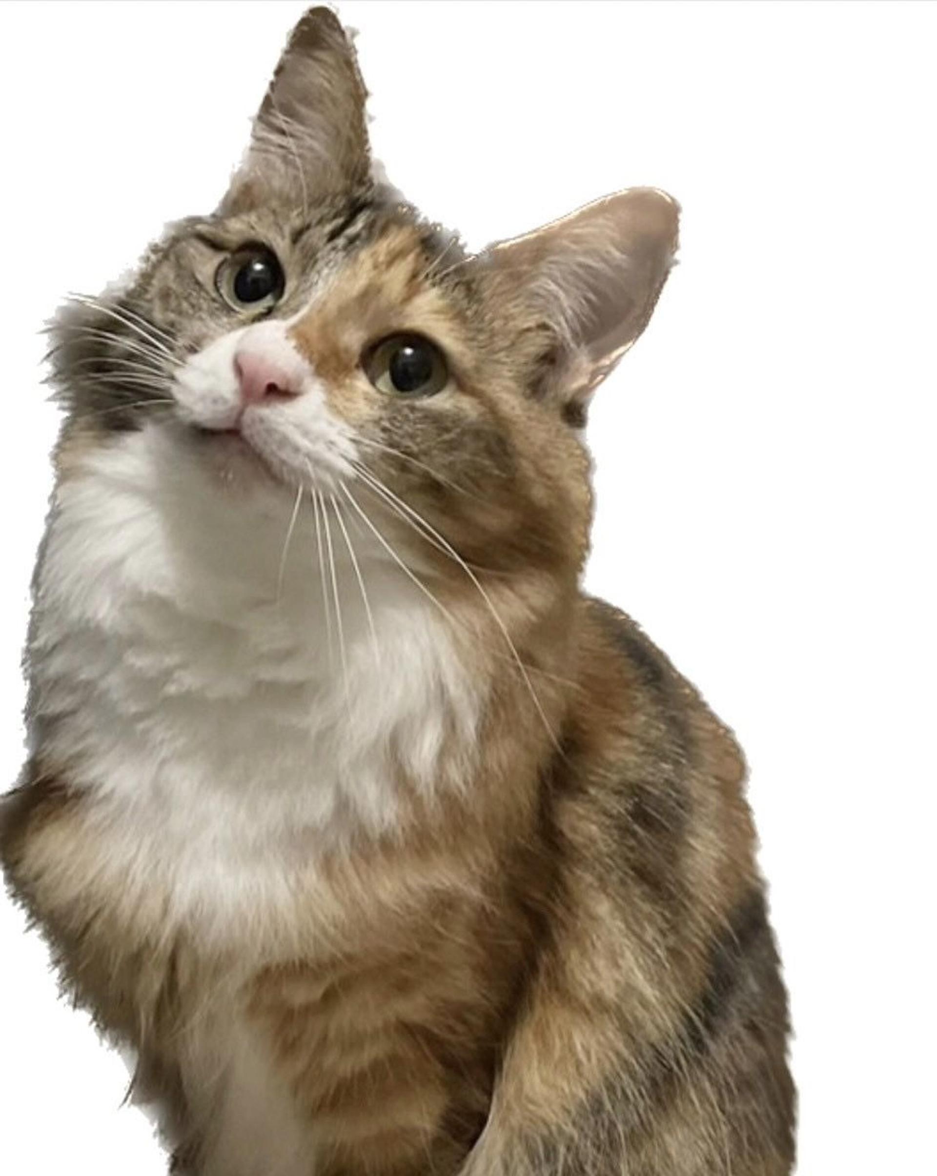 pet-image-5