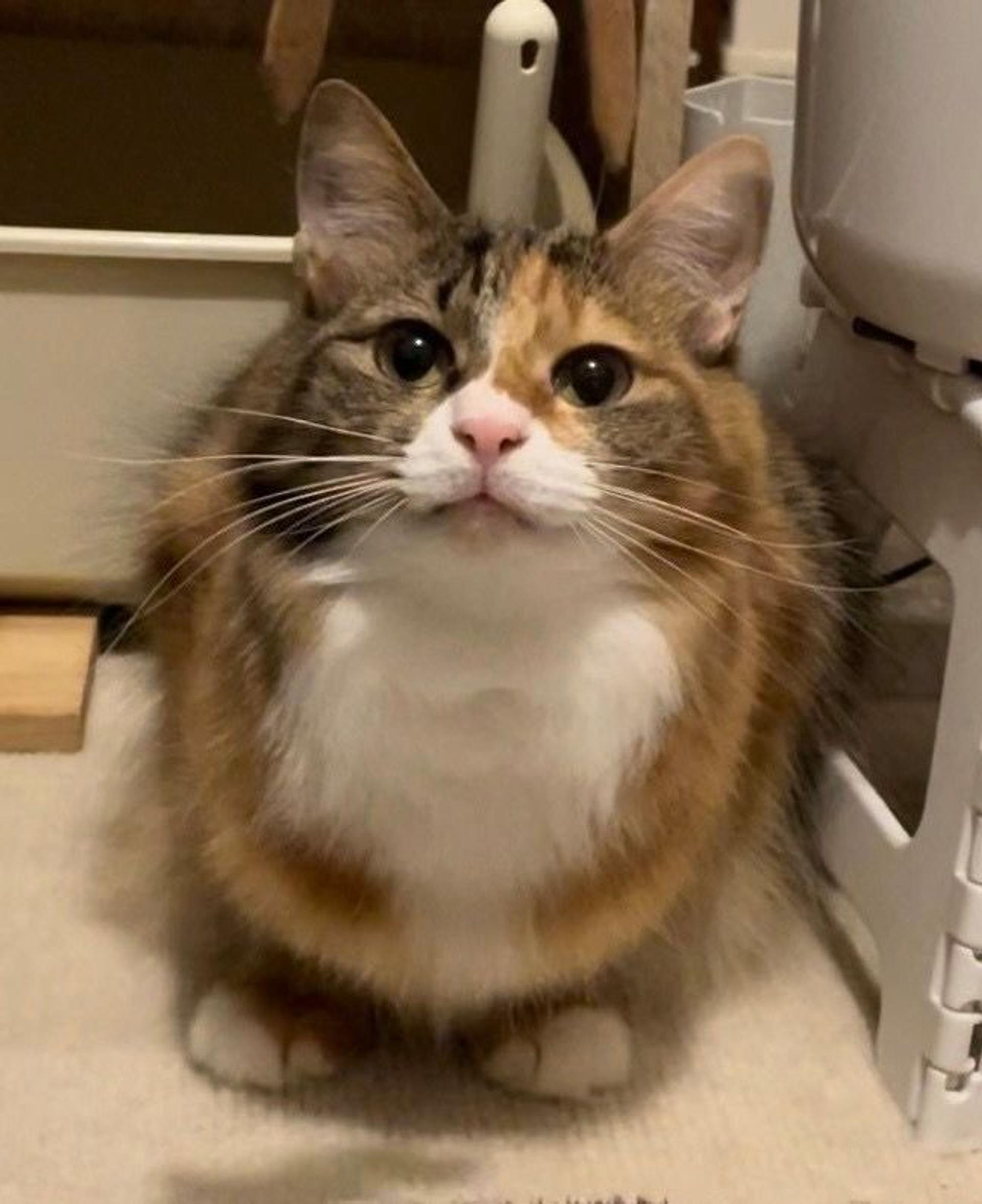pet-image-7