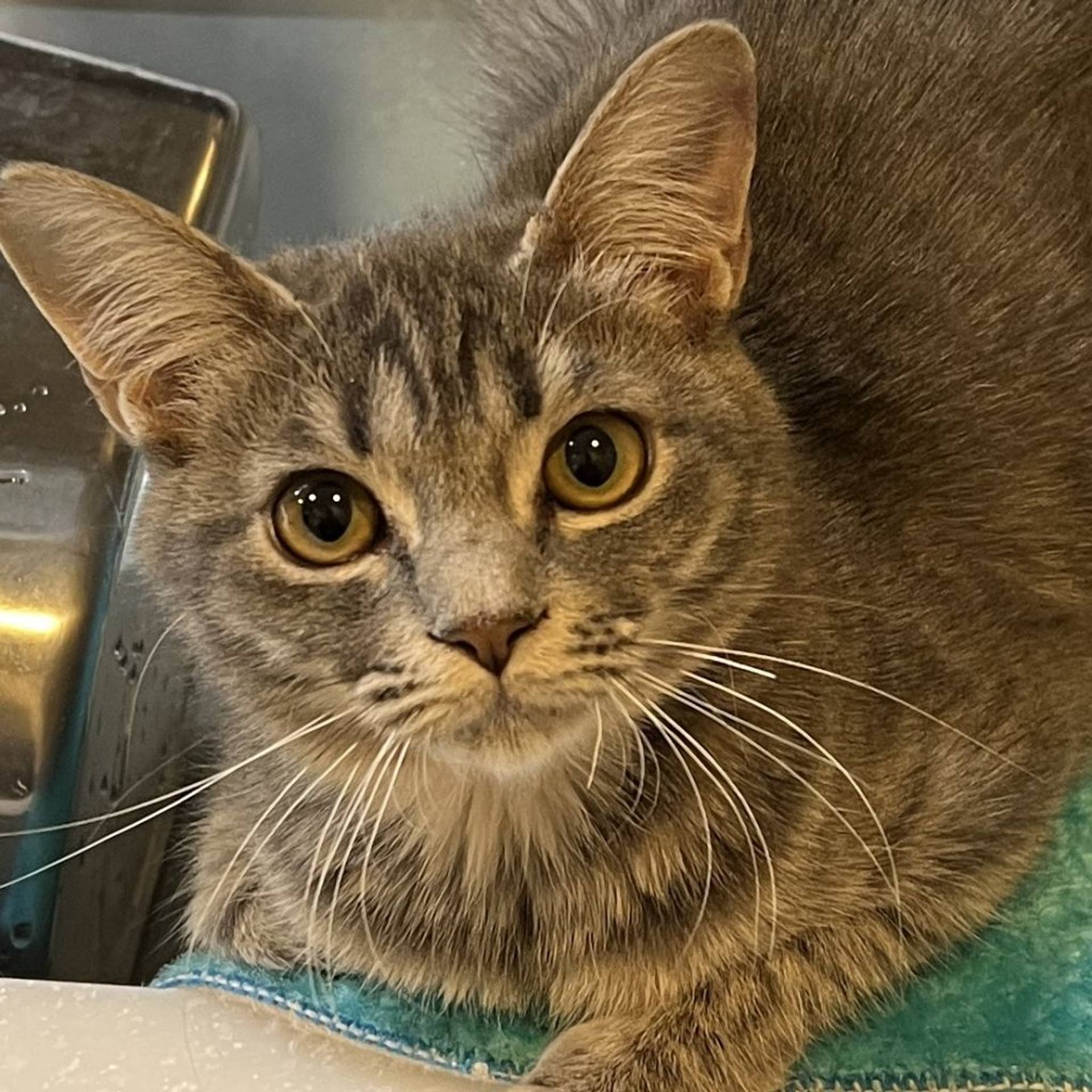 雑種（ミックス猫）・メスの里親募集の写真