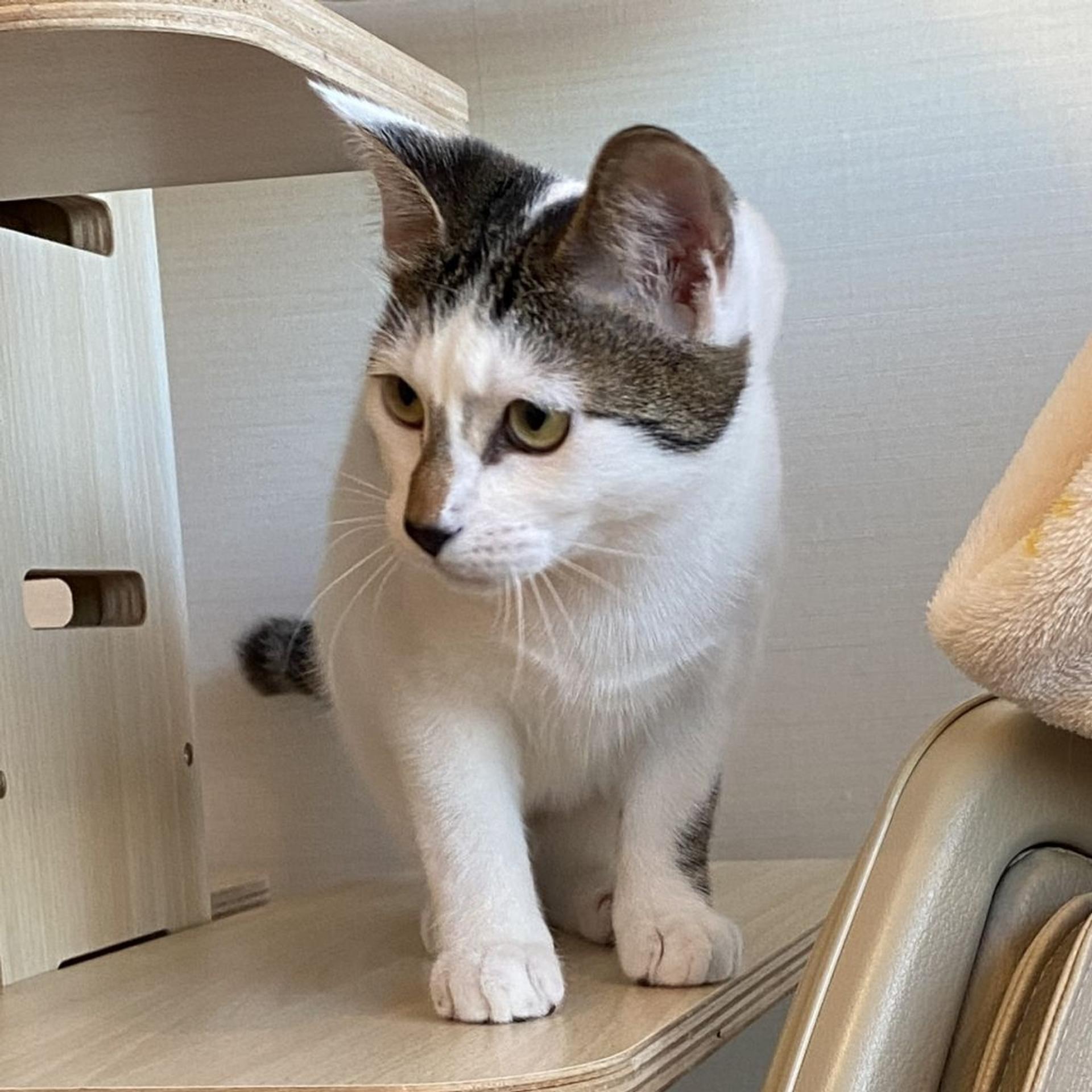 pet-image-4