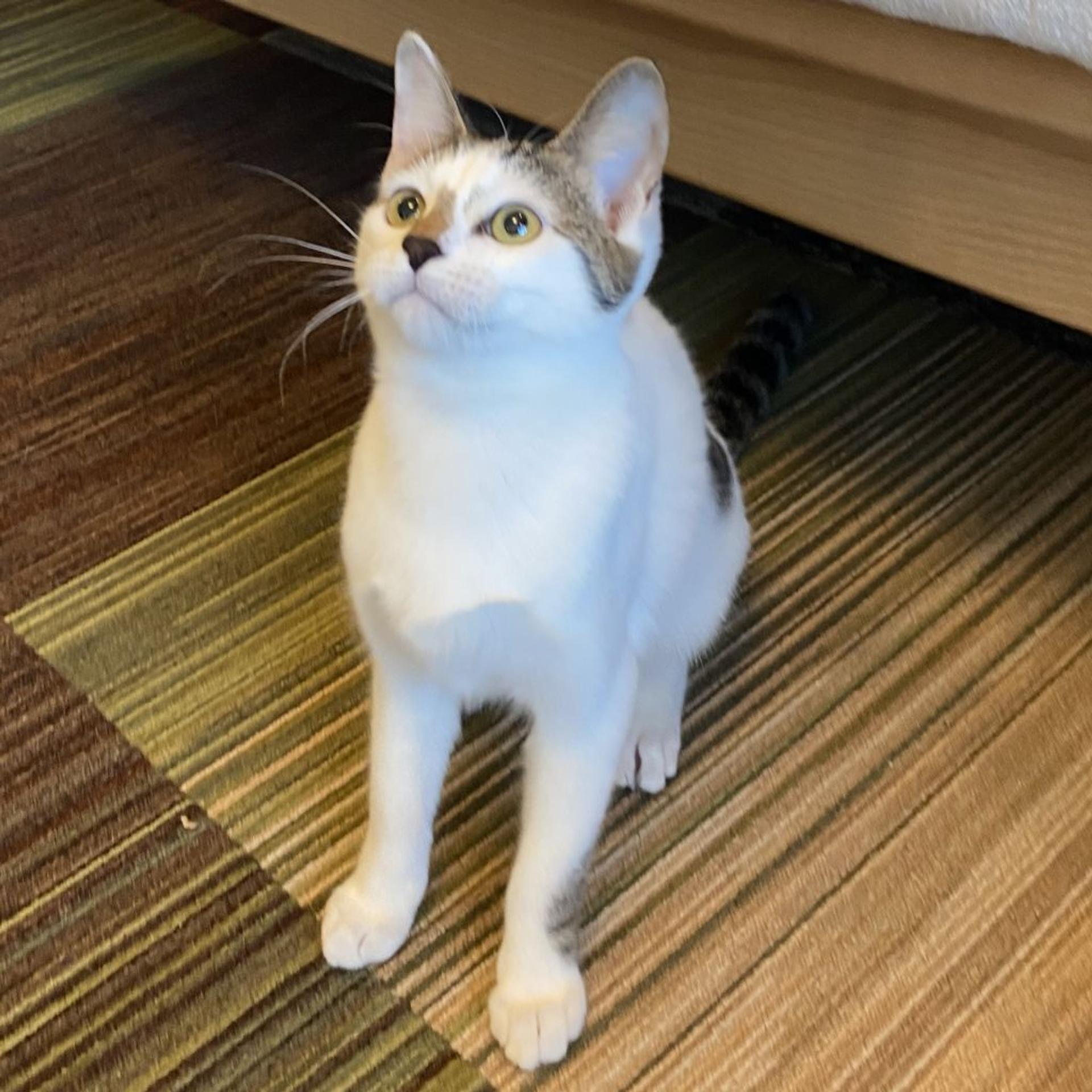 pet-image-5