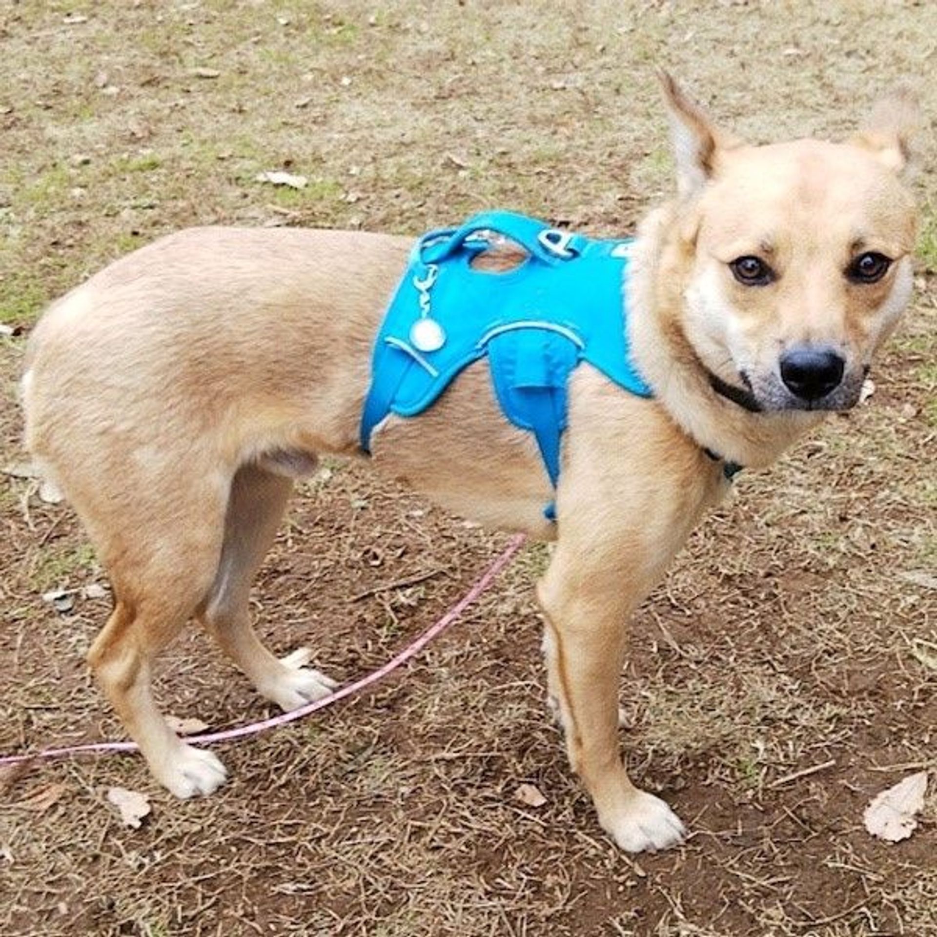 雑種（ミックス犬）・オスの里親募集の写真