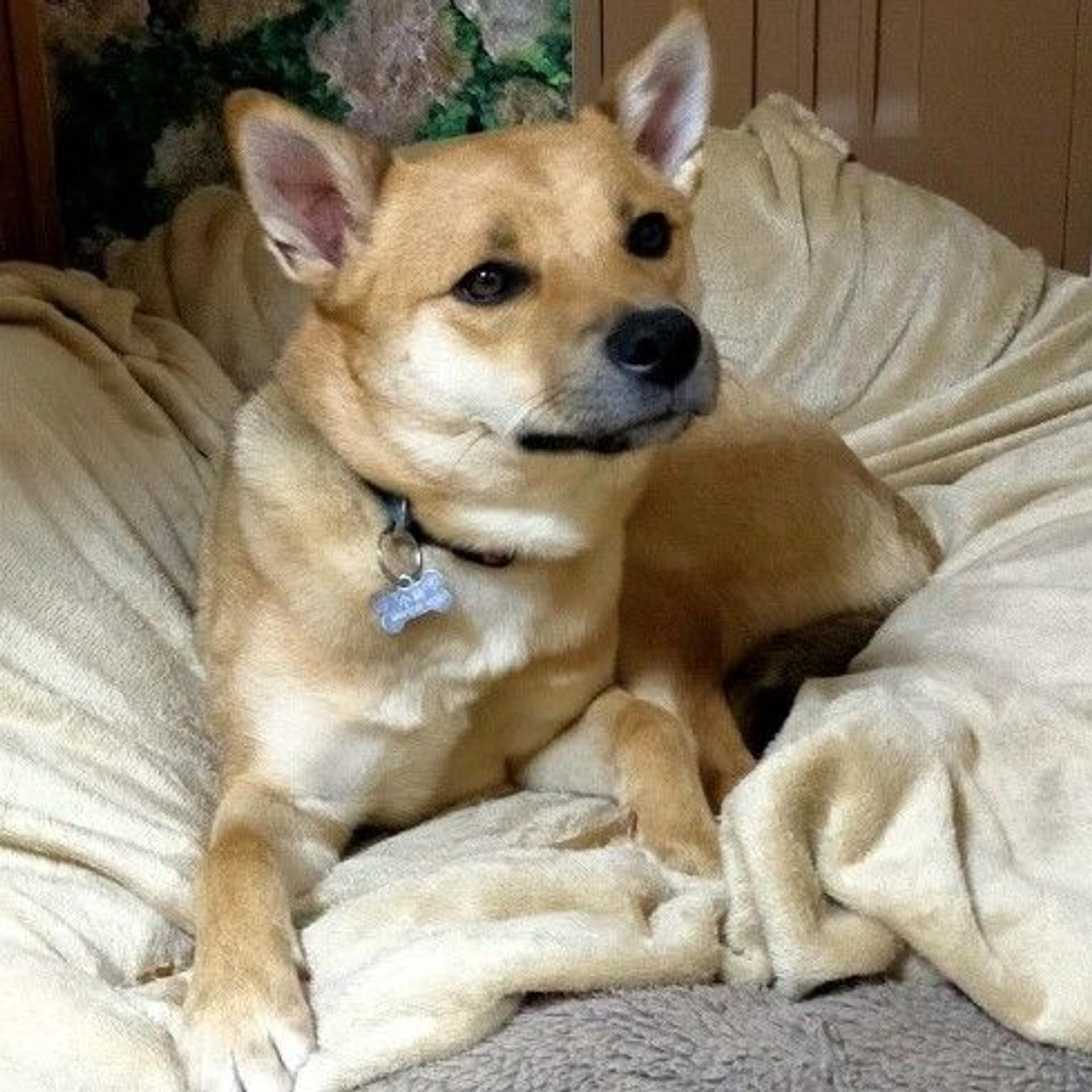 pet-image-4