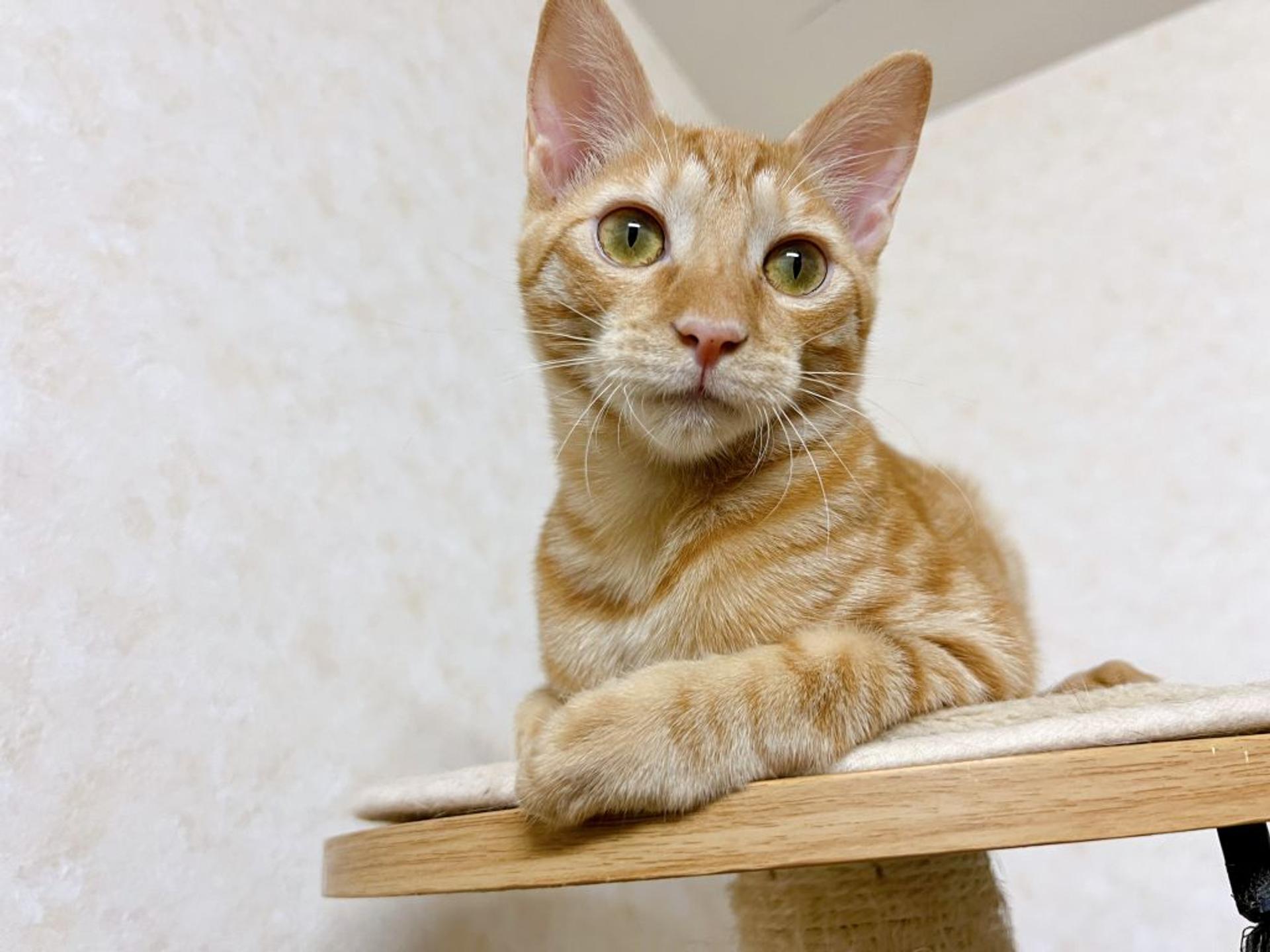 pet-image-5