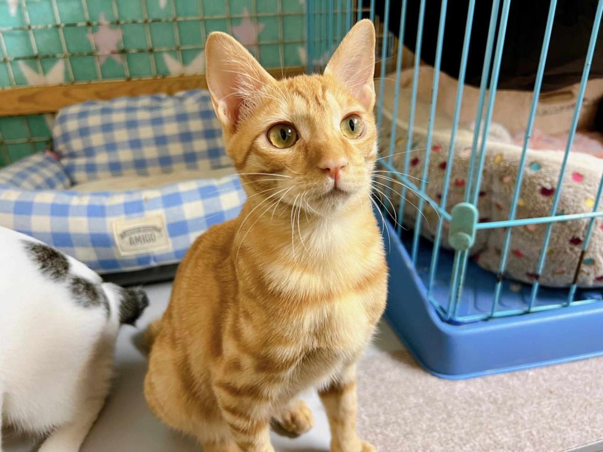 pet-image-6