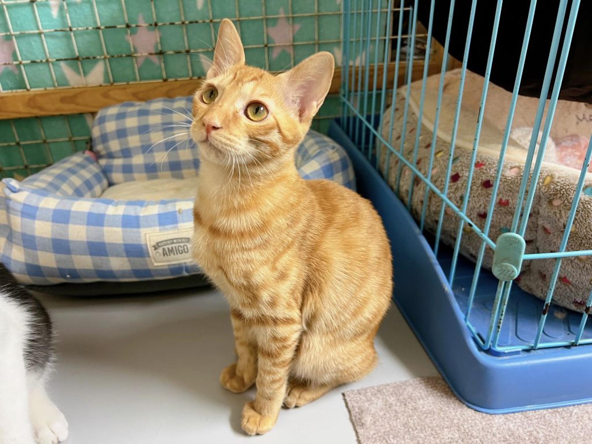 pet-image-7