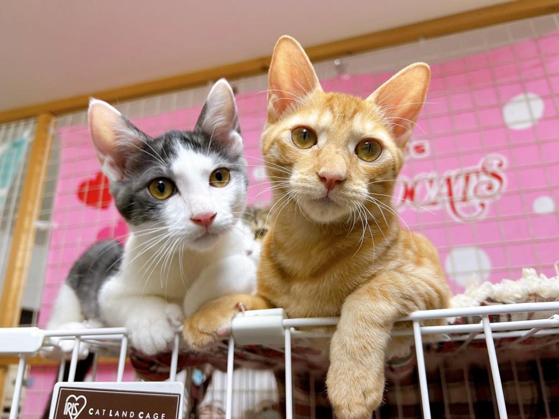 pet-image-10