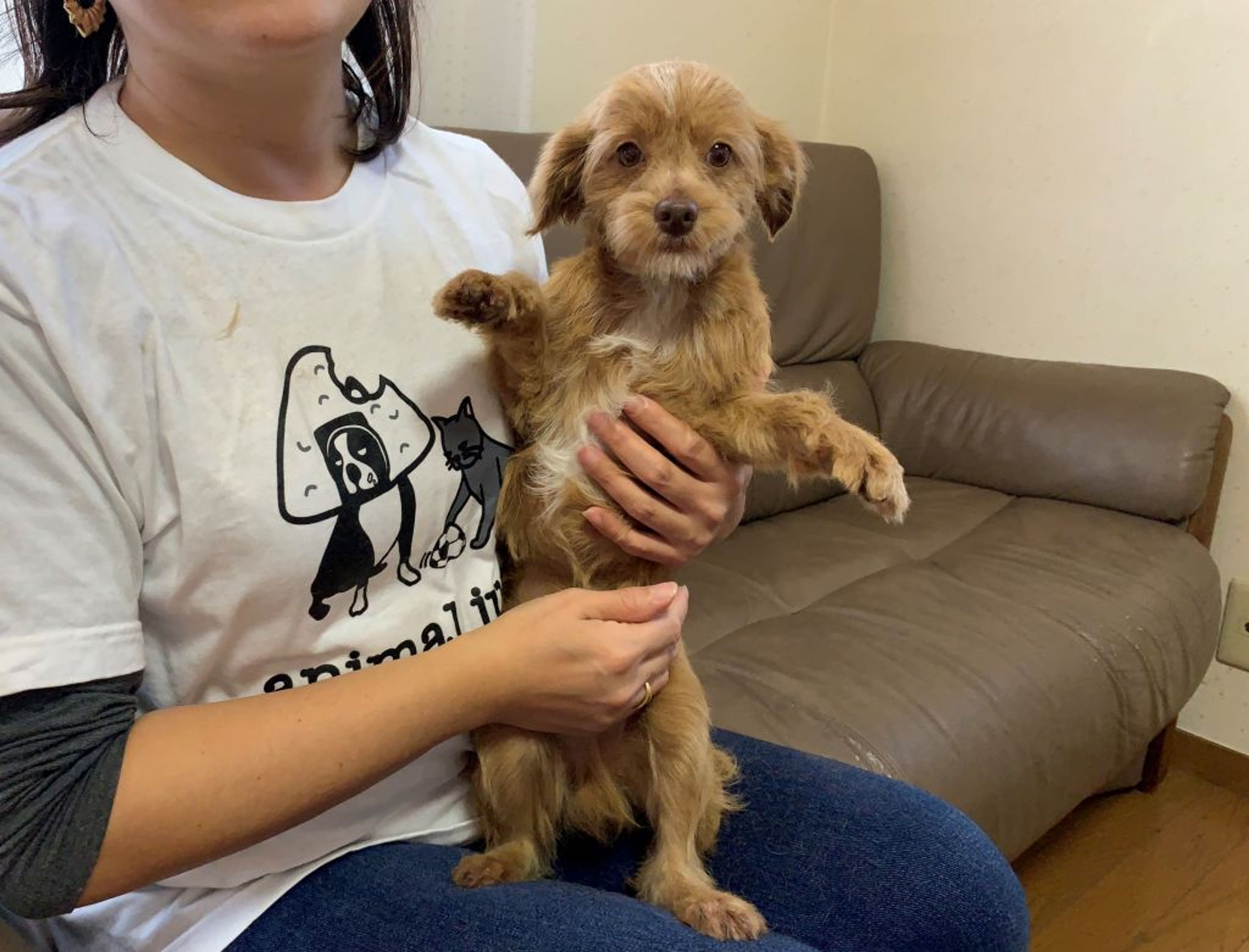 雑種（ミックス犬）・オスの里親募集の写真
