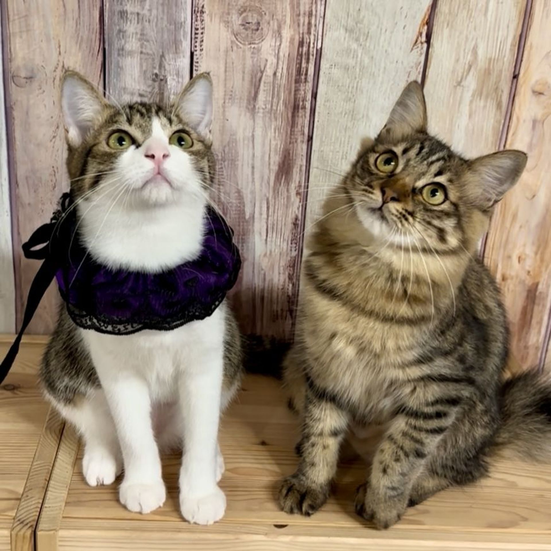 雑種（ミックス猫）・メスの里親募集の写真