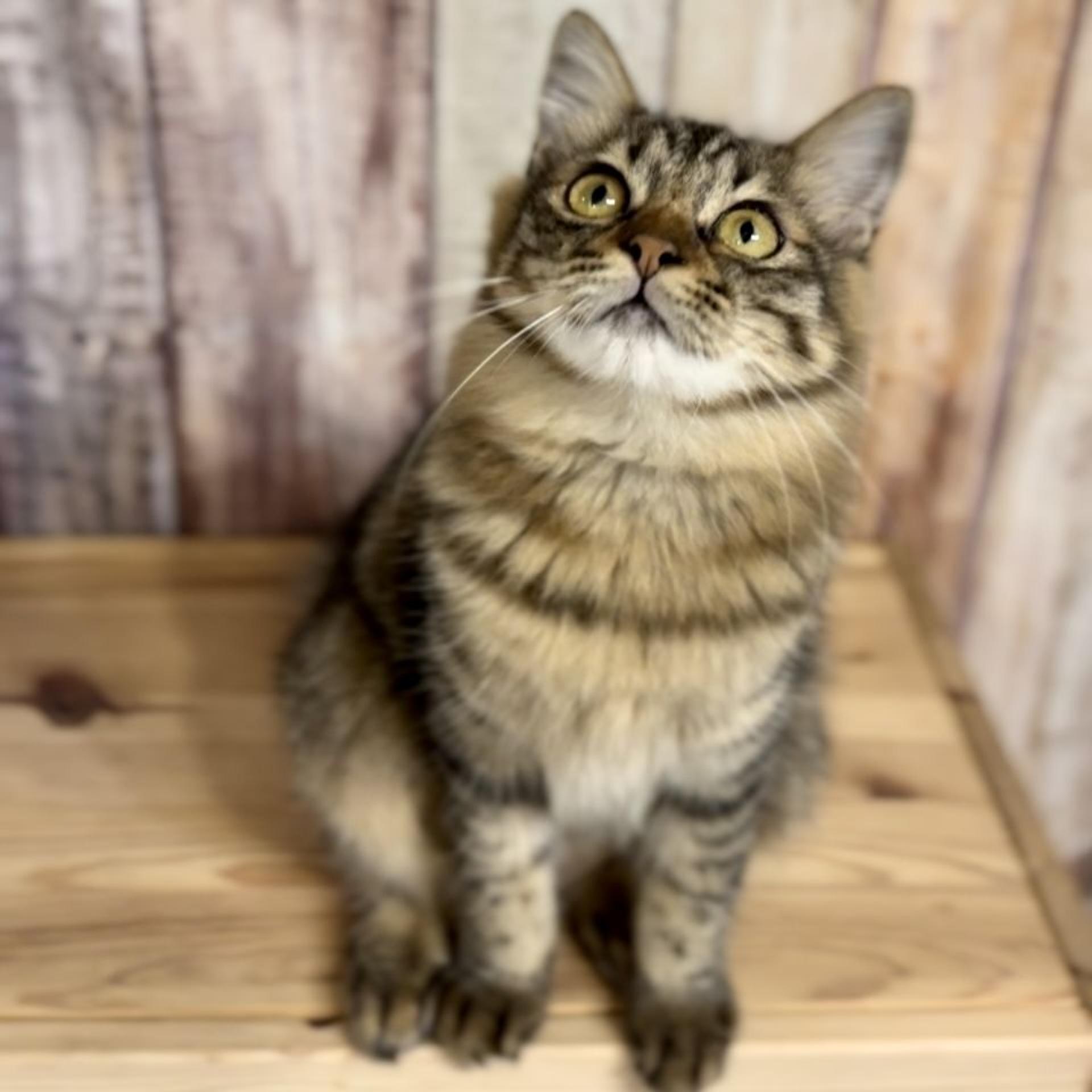 pet-image-2