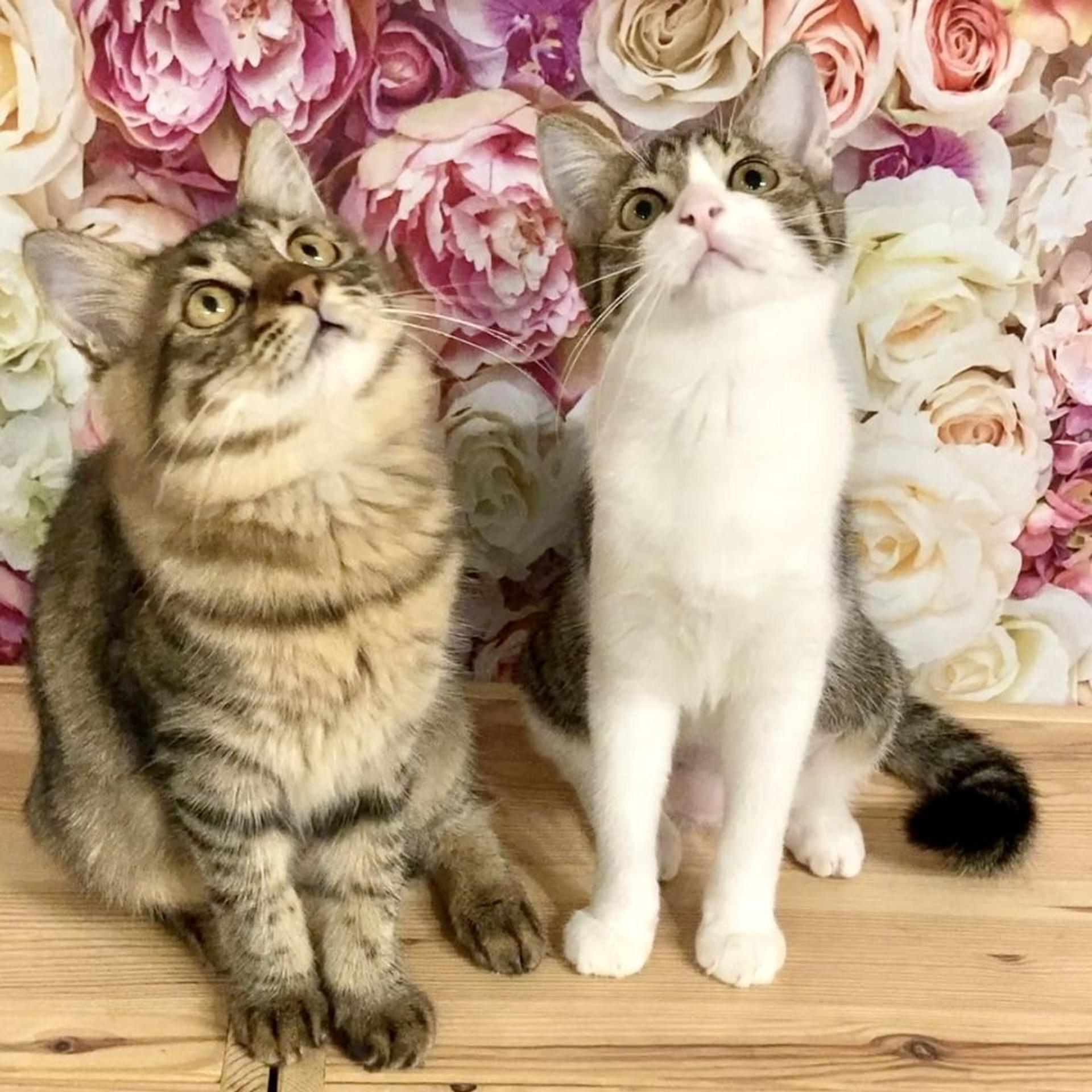 pet-image-6