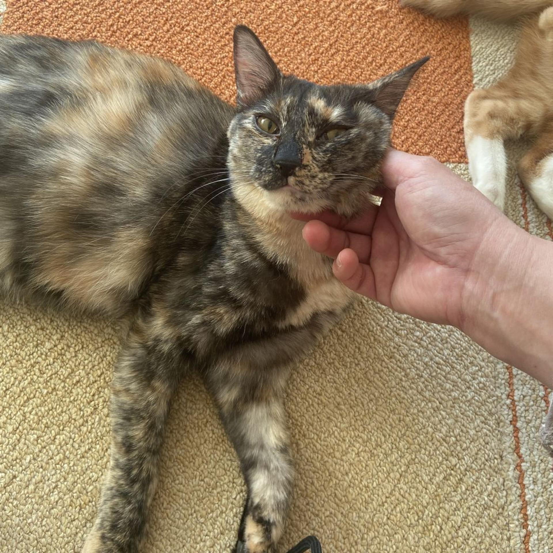 pet-image-6