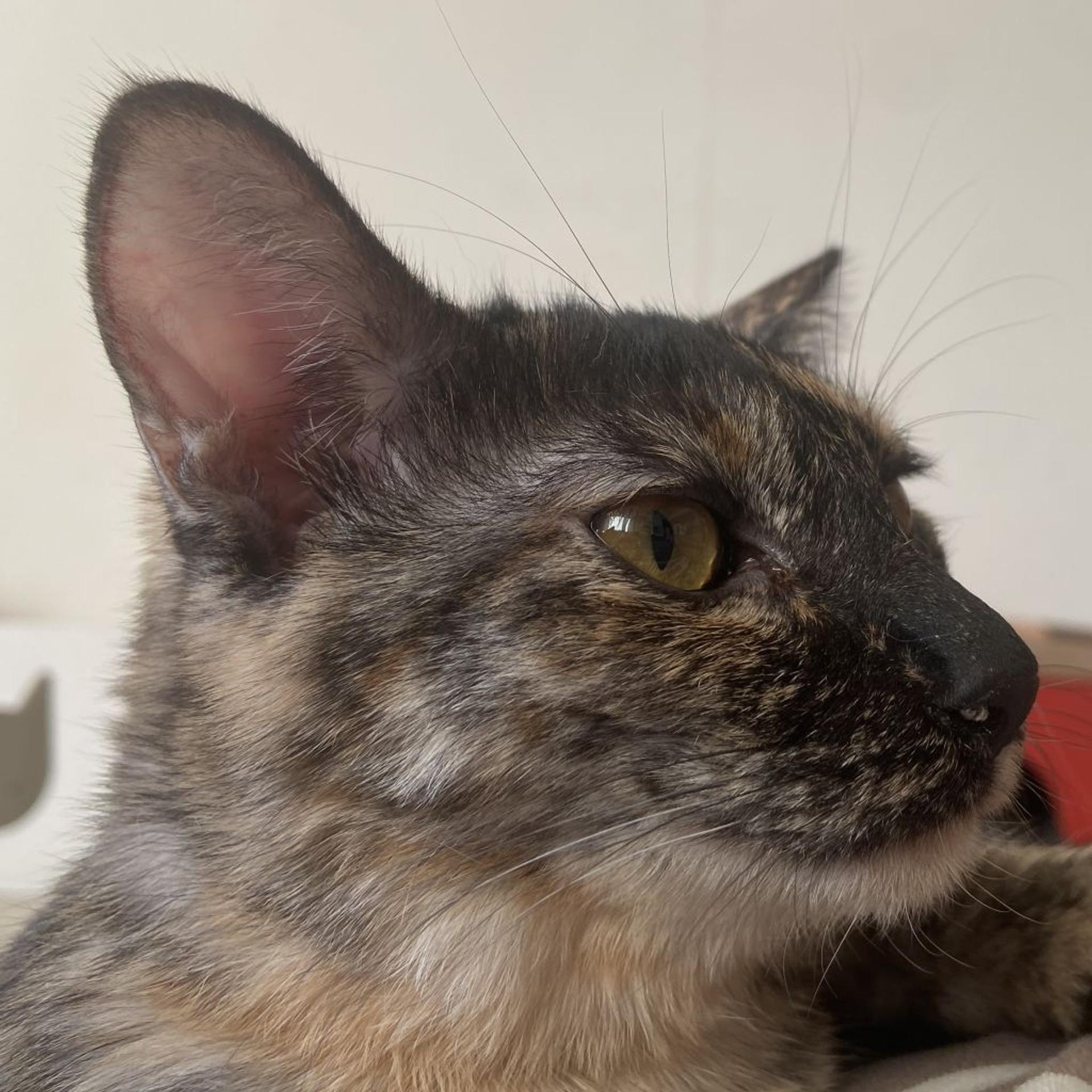 pet-image-9
