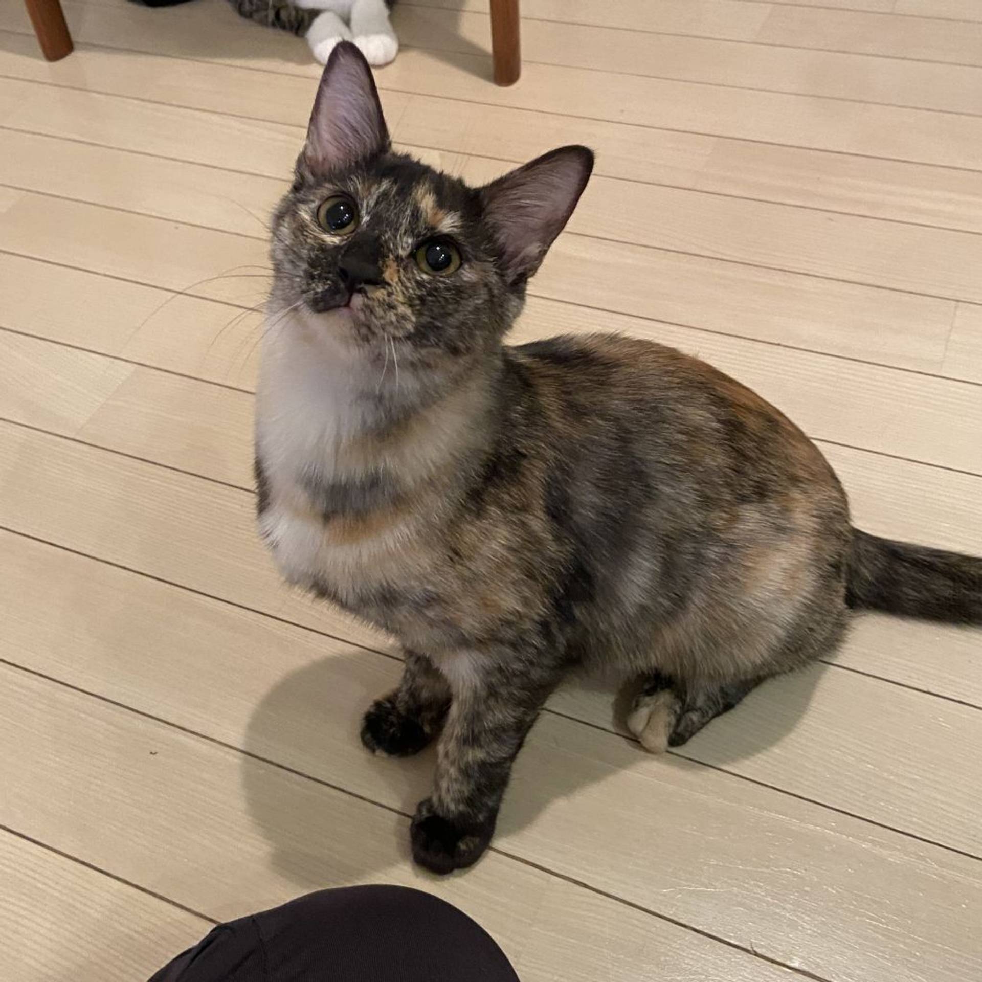 雑種（ミックス猫）・メスの里親募集の写真