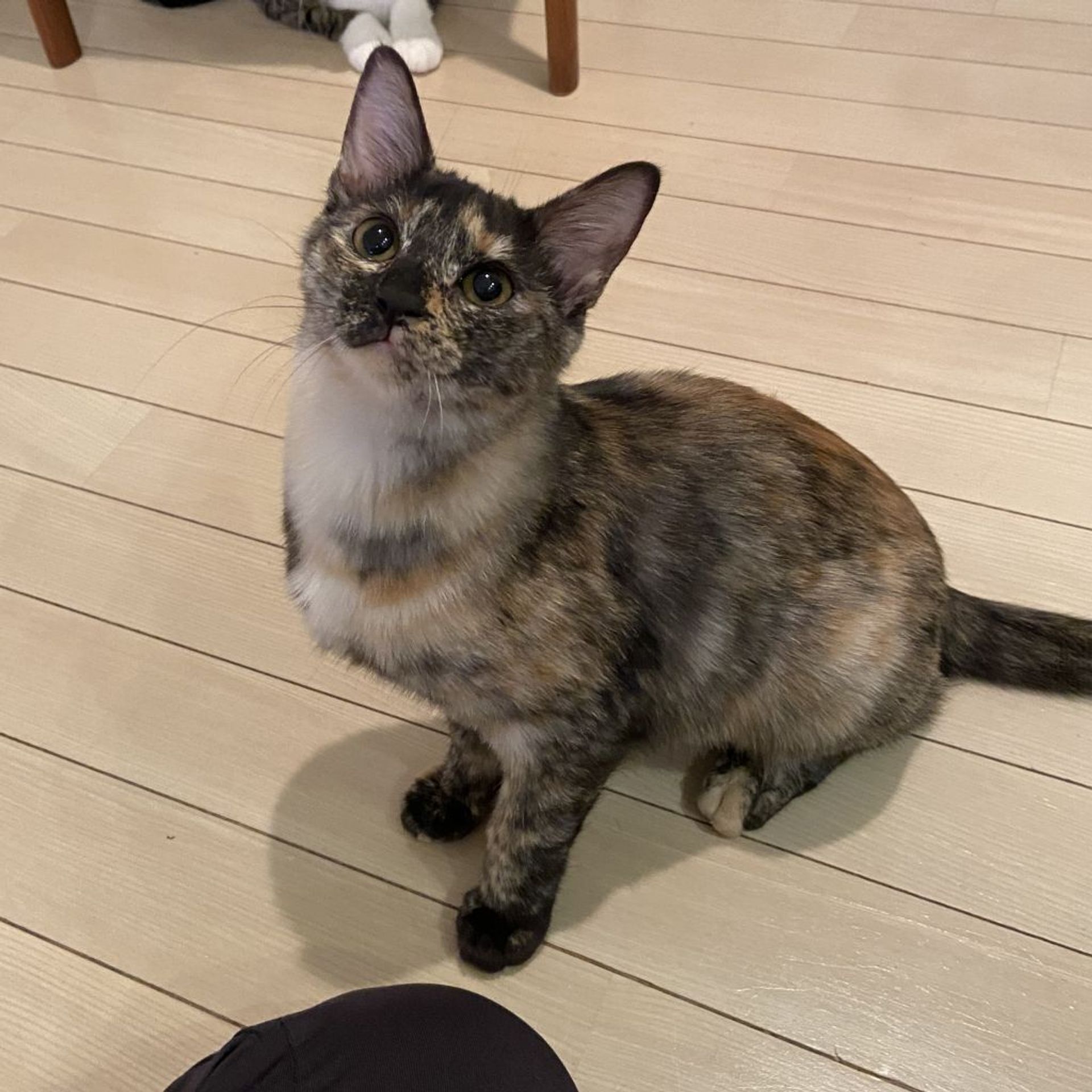雑種（ミックス猫）・メスの里親募集の写真