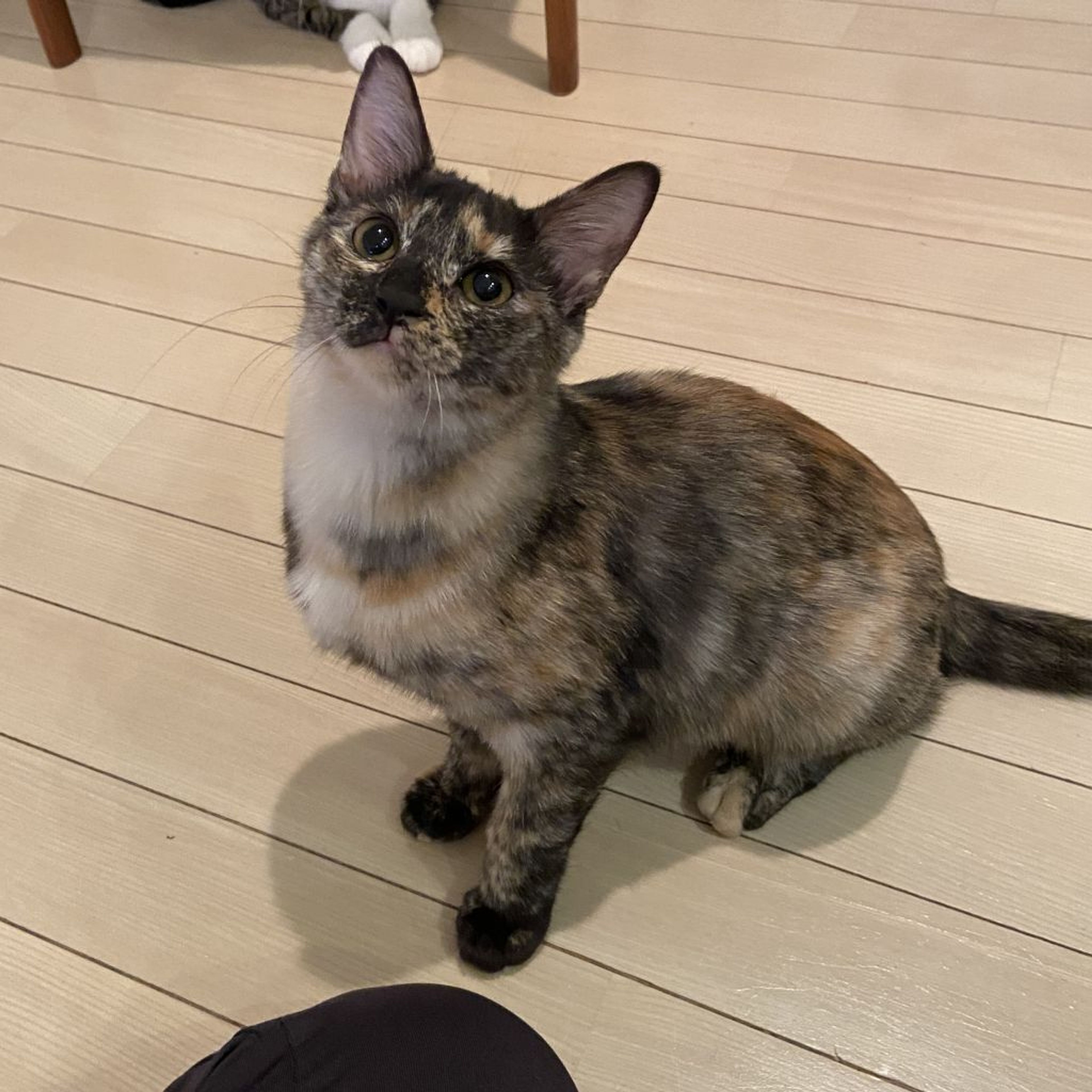 雑種（ミックス猫）・メスの里親募集の写真