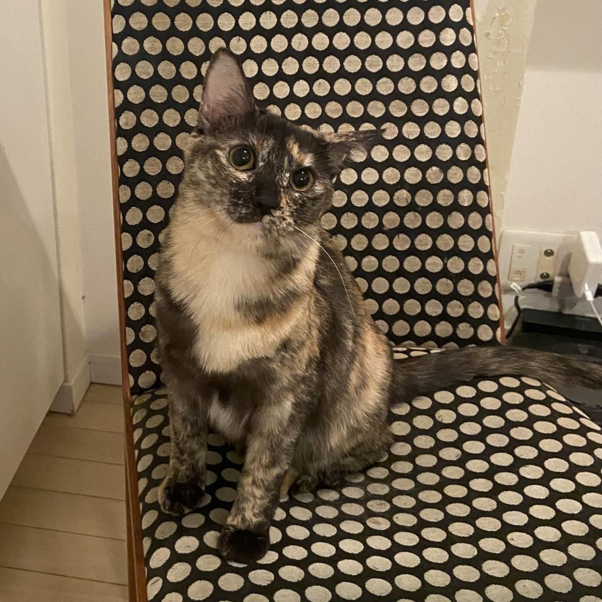pet-image-2