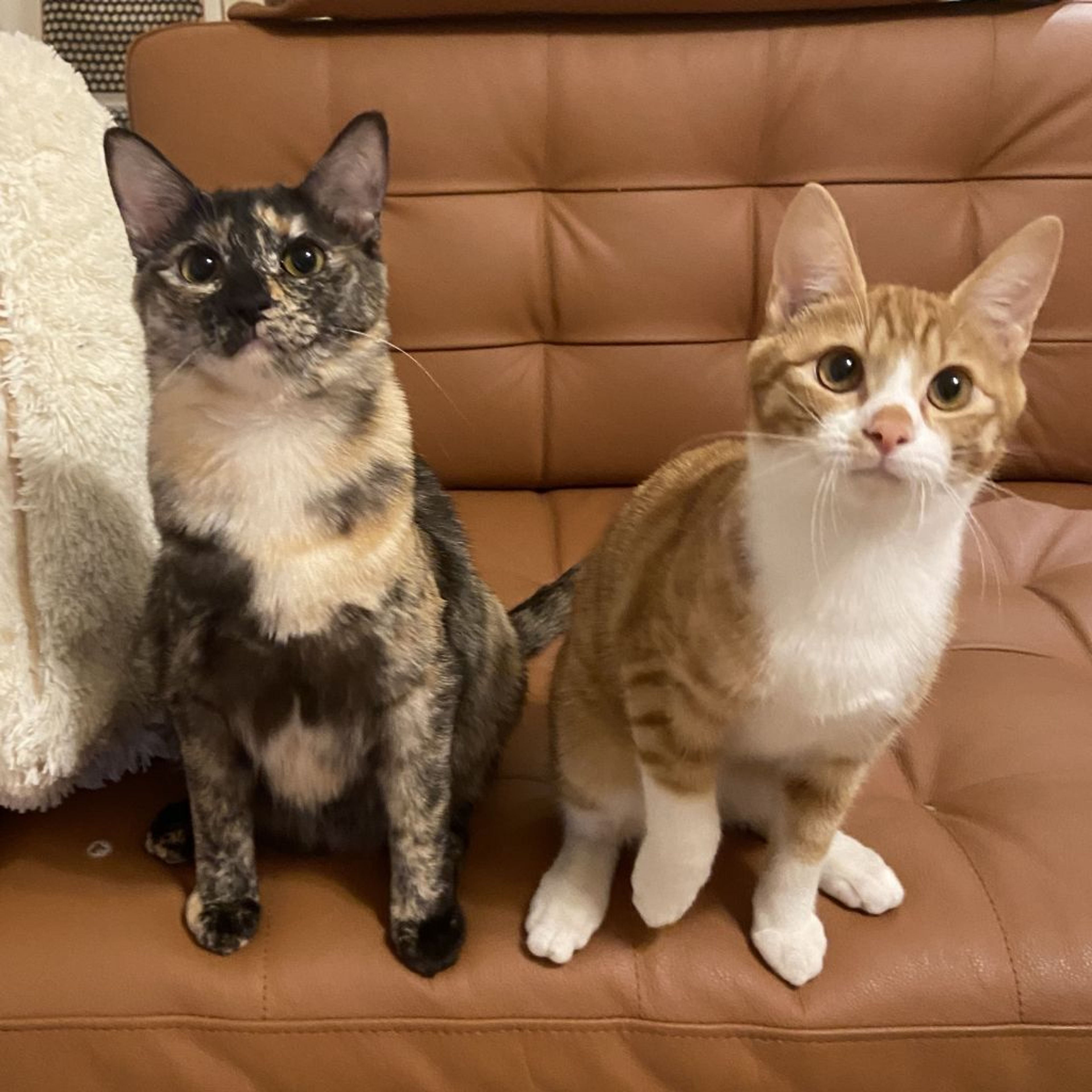 pet-image-5