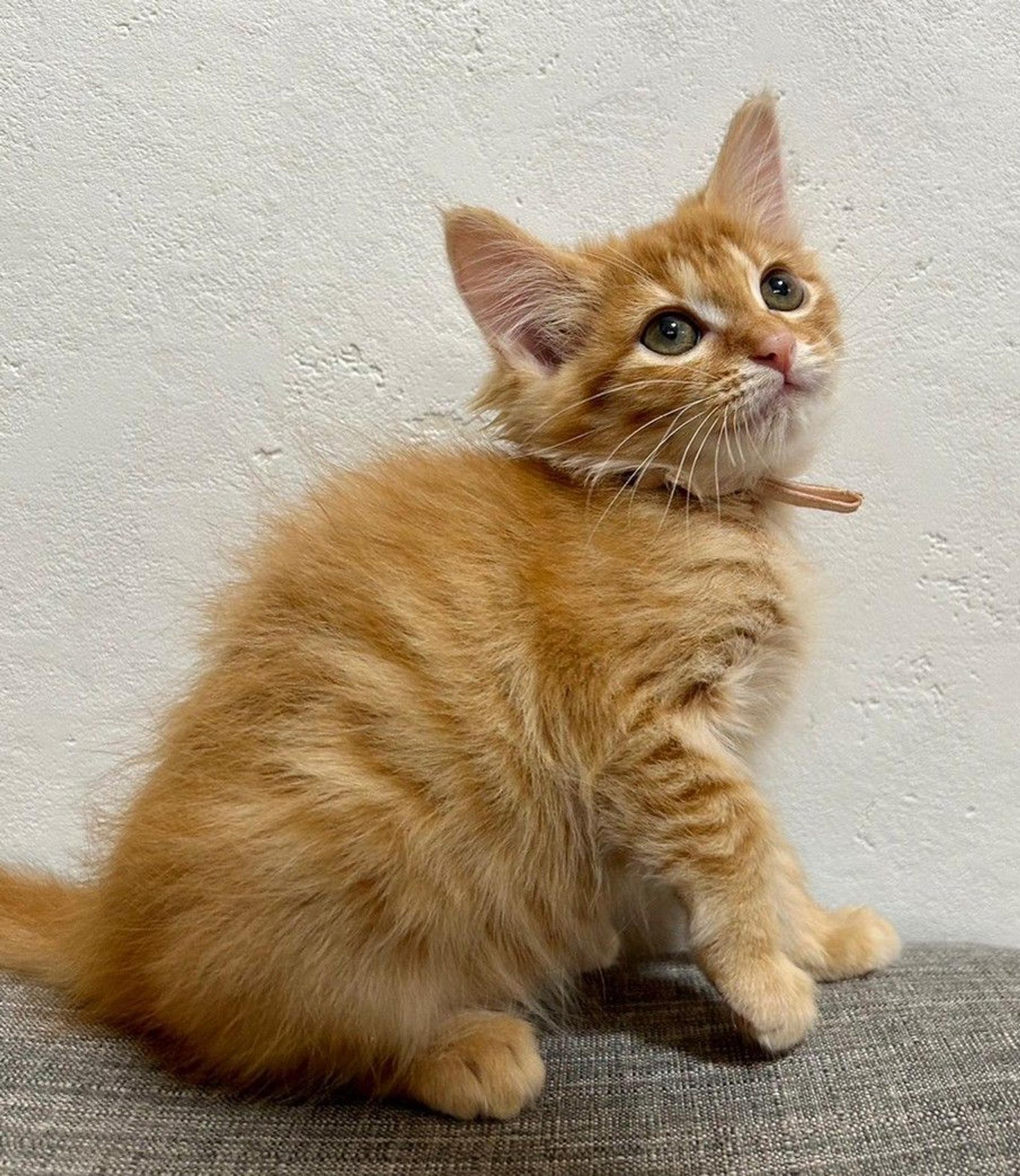 pet-image-4