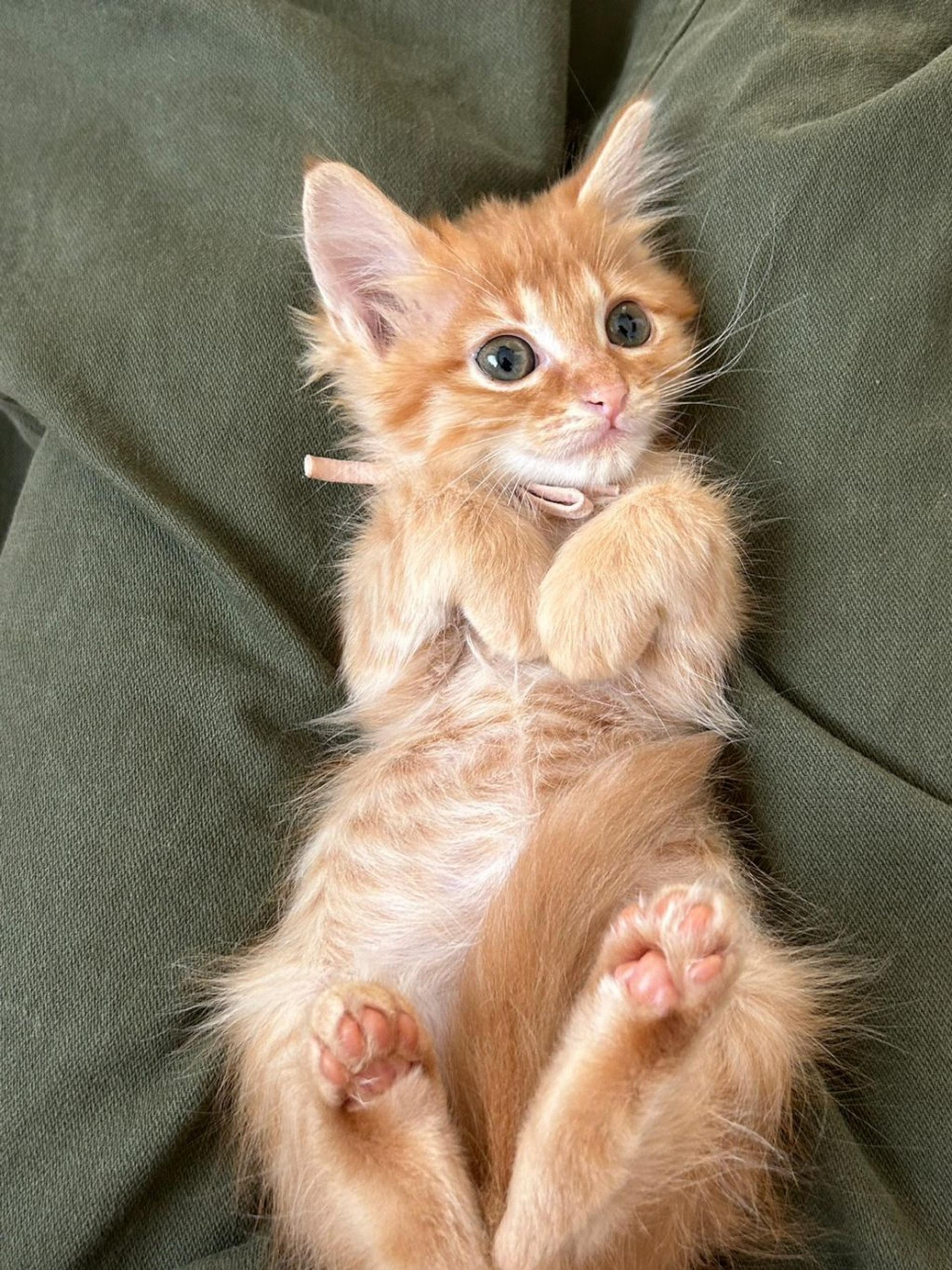 pet-image-5
