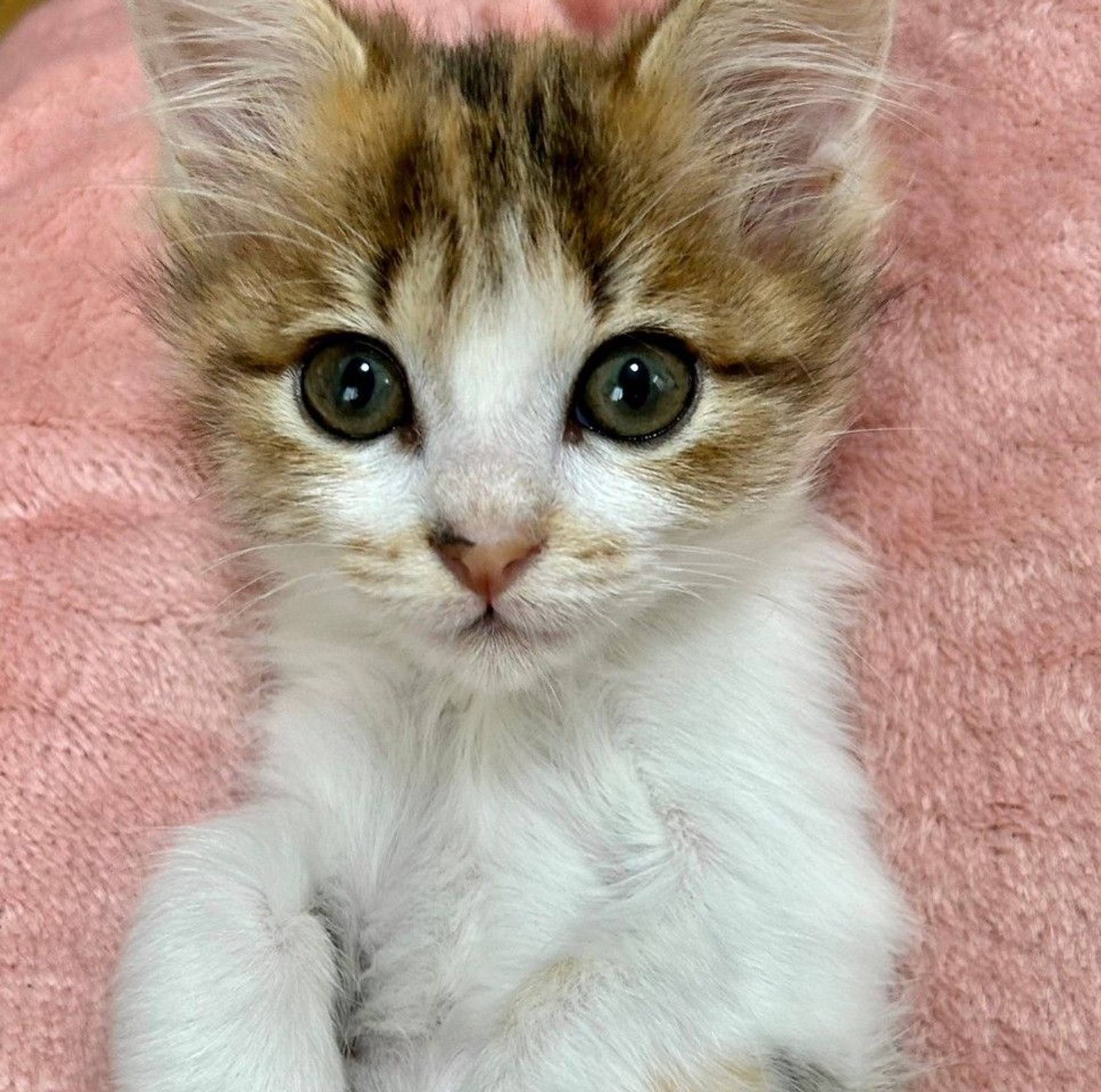 雑種（ミックス猫）・メスの里親募集の写真
