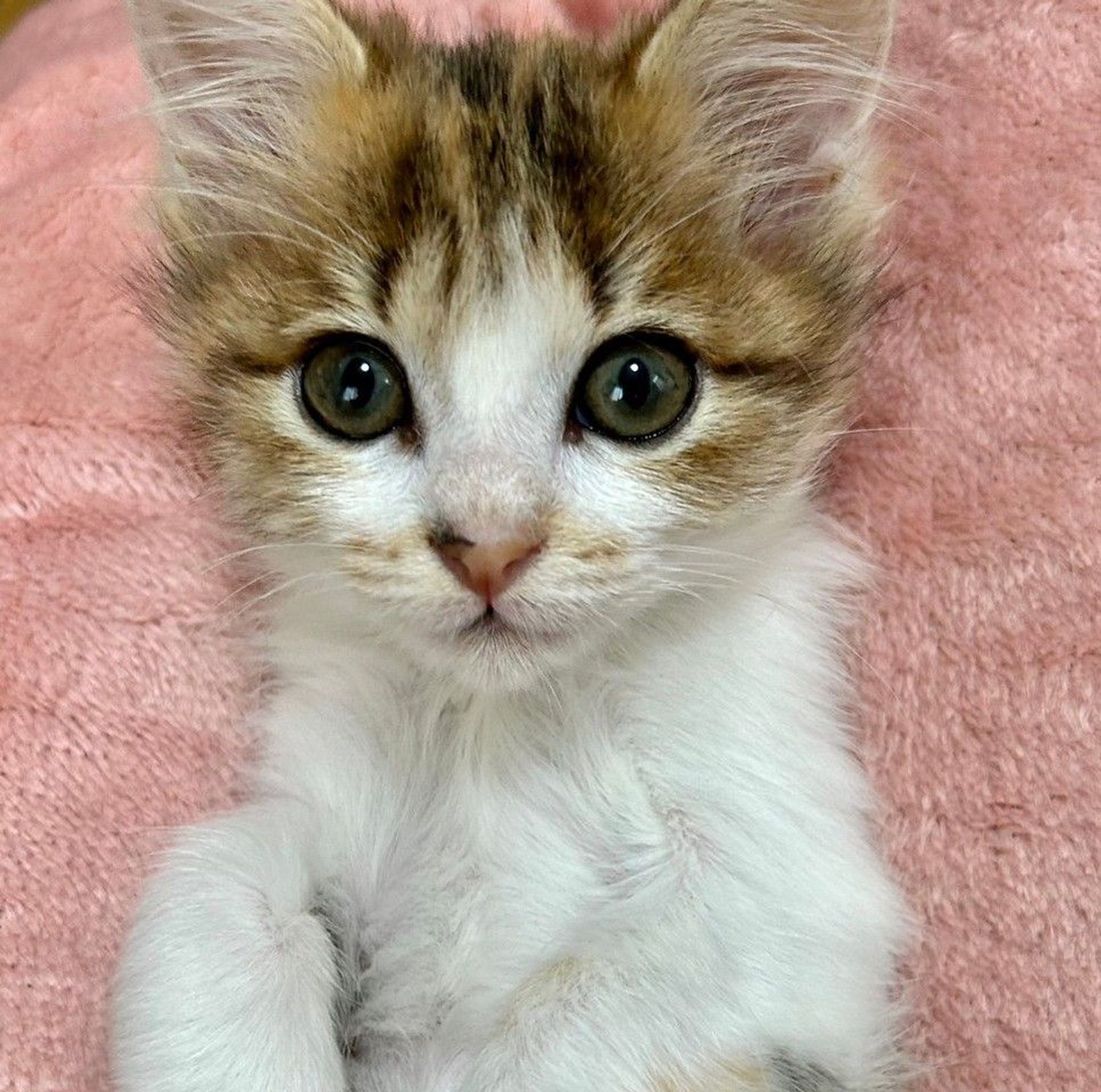 雑種（ミックス猫）・メスの里親募集の写真