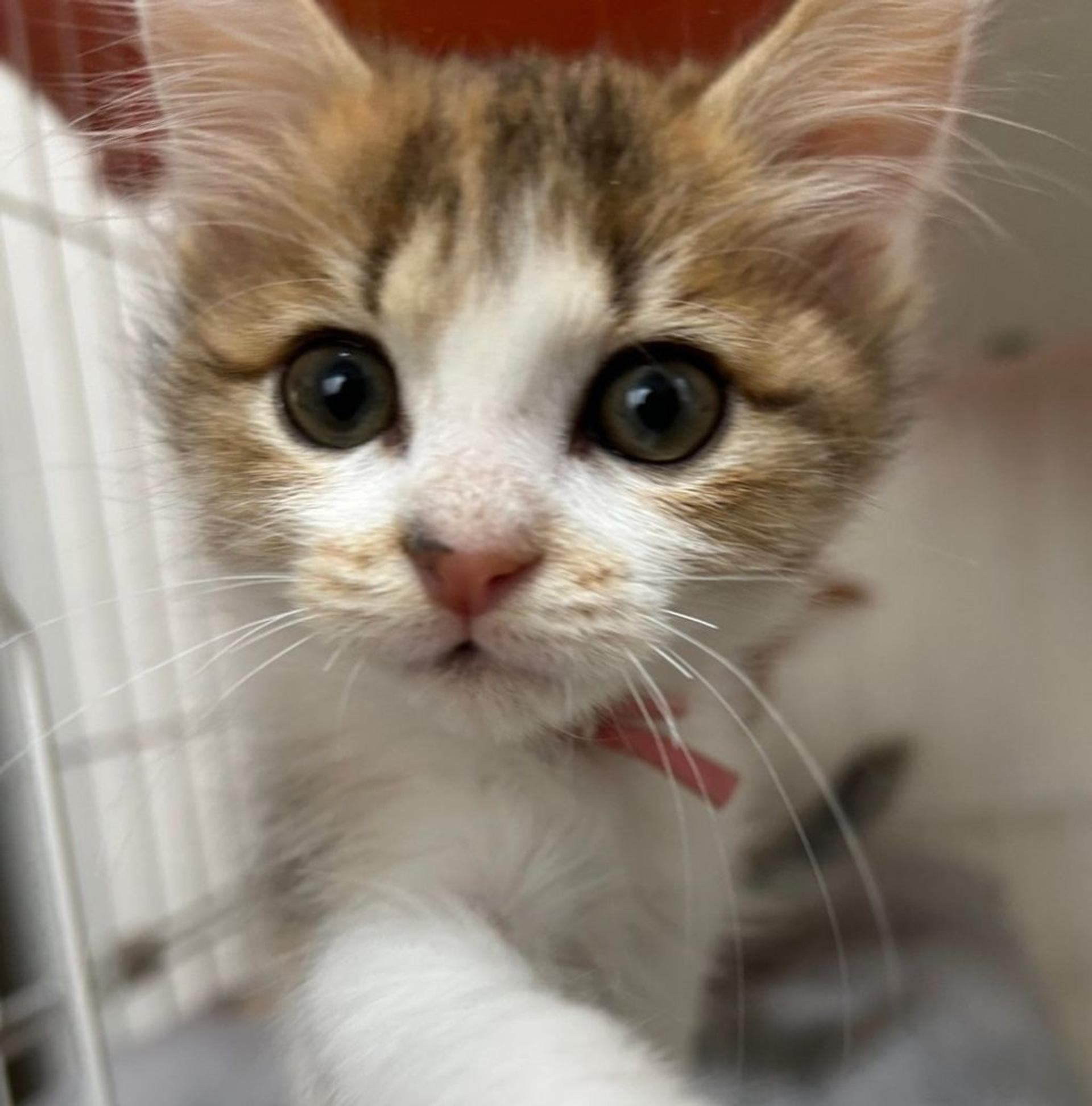 pet-image-3