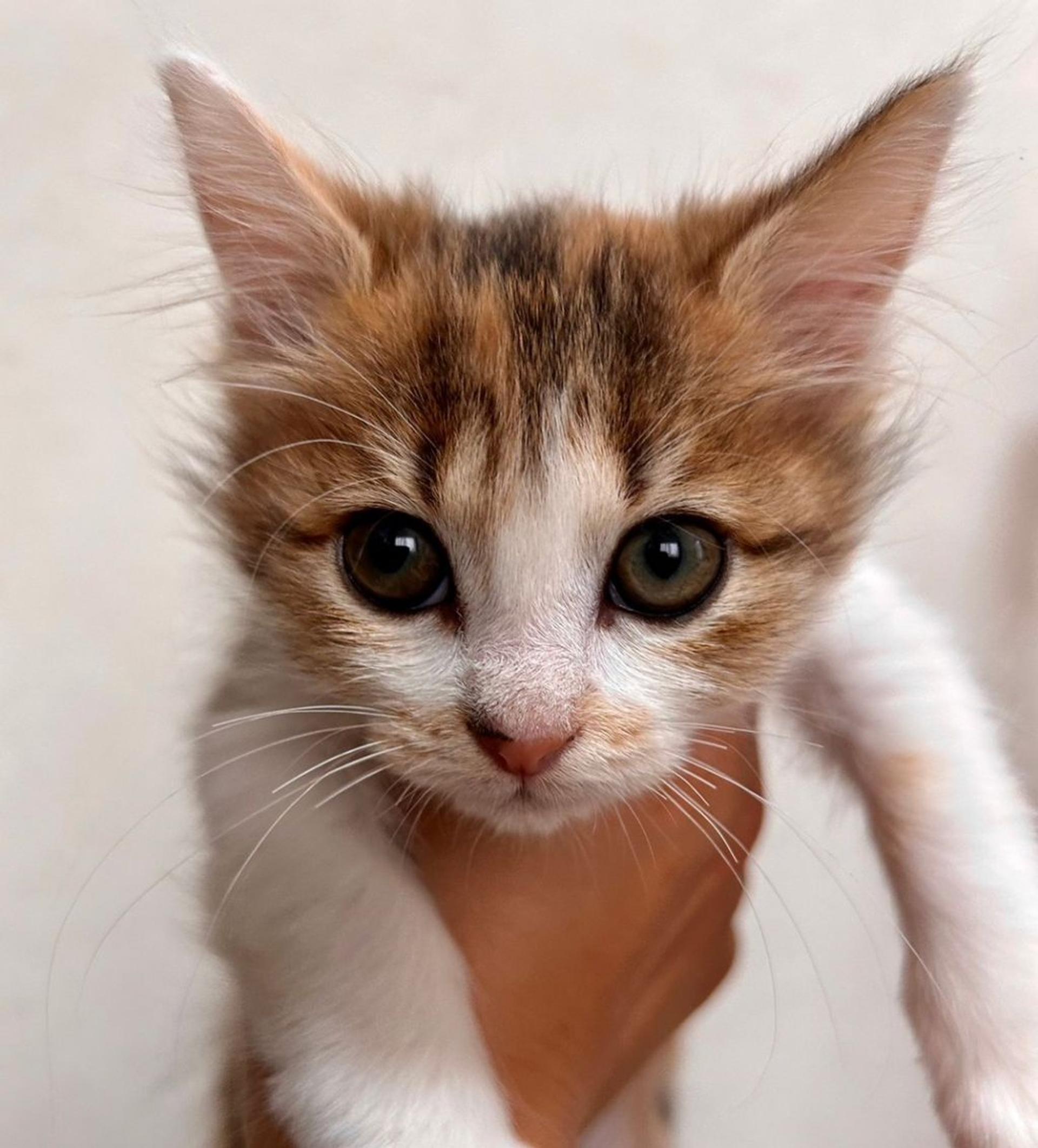 pet-image-4