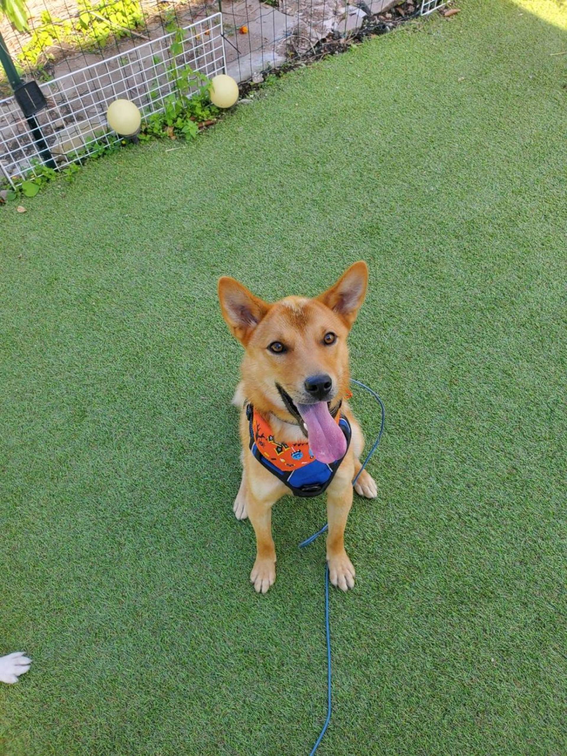 雑種（ミックス犬）・オスの里親募集の写真