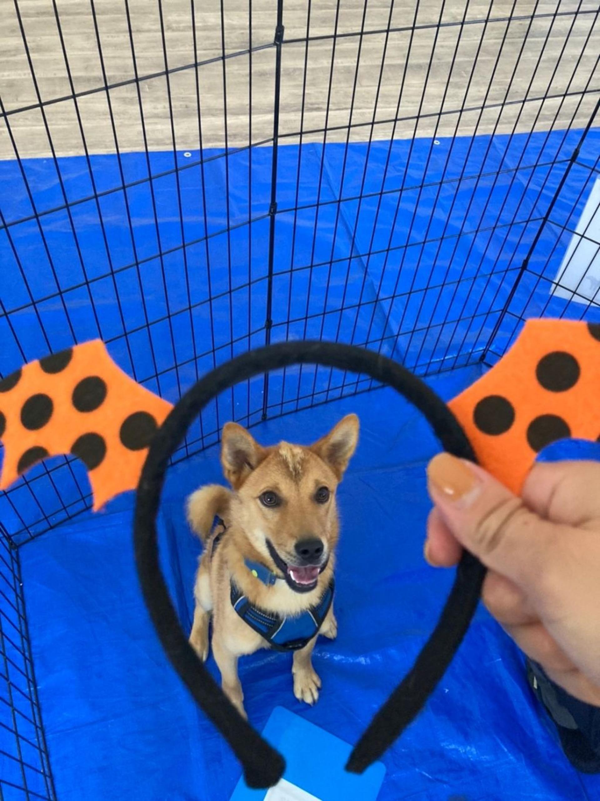 pet-image-2