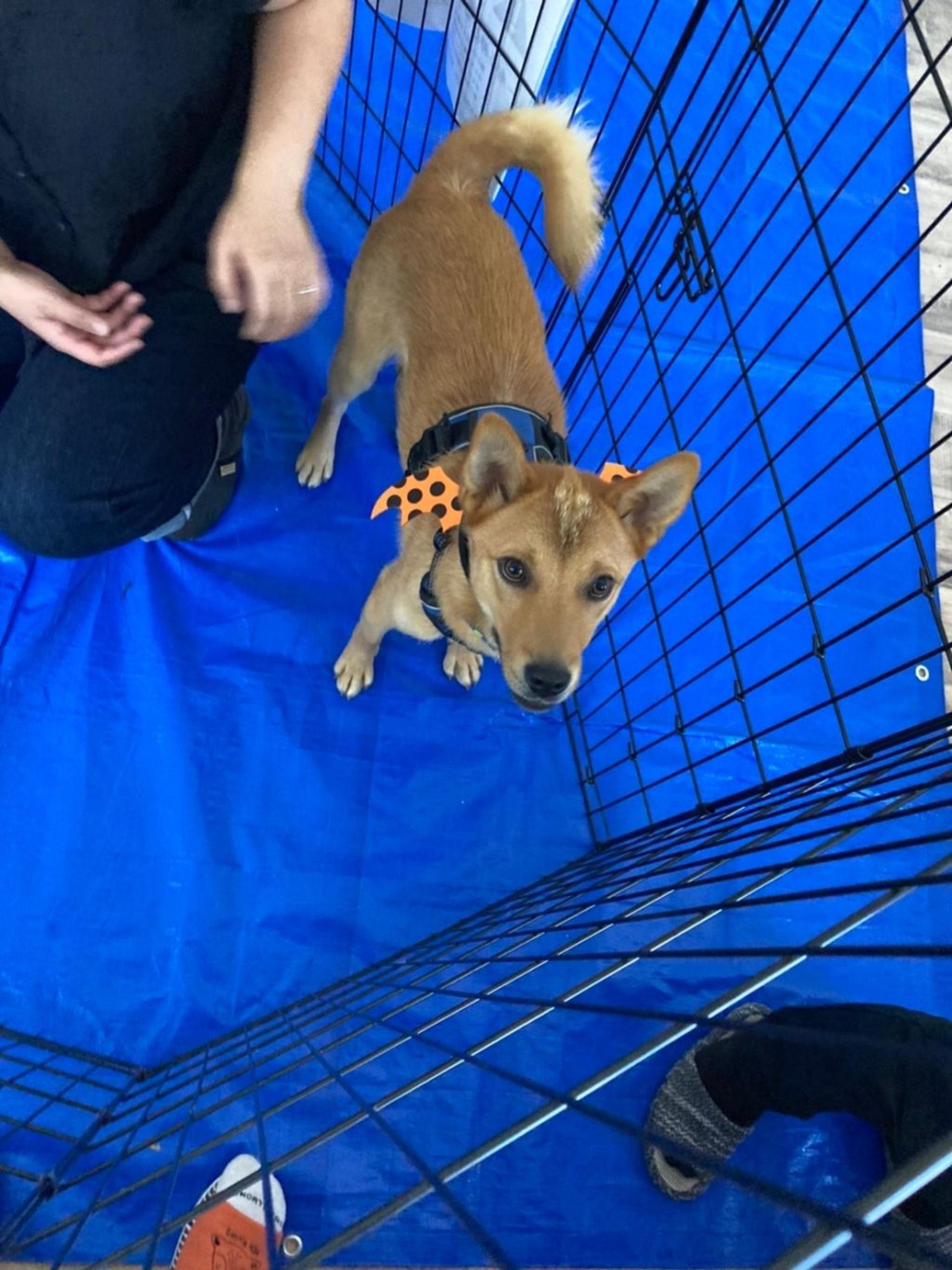 pet-image-3