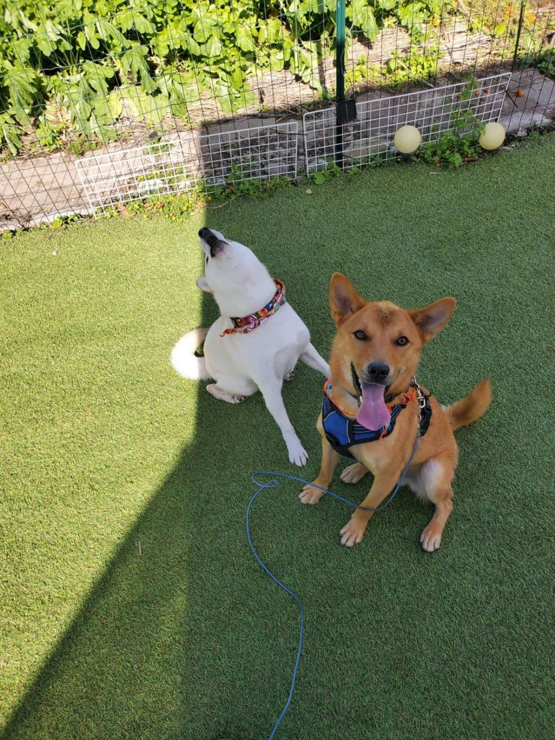 pet-image-4