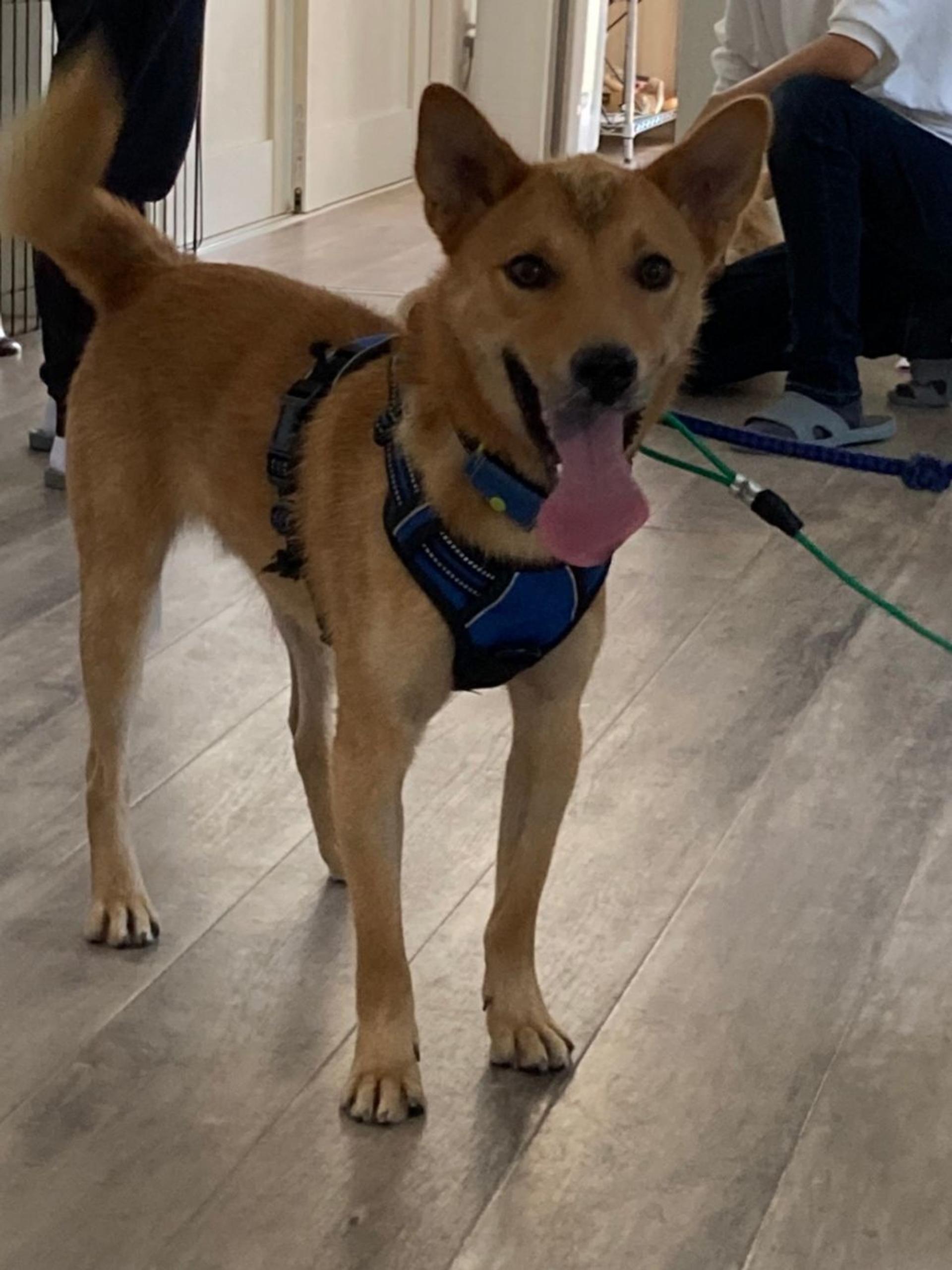pet-image-5