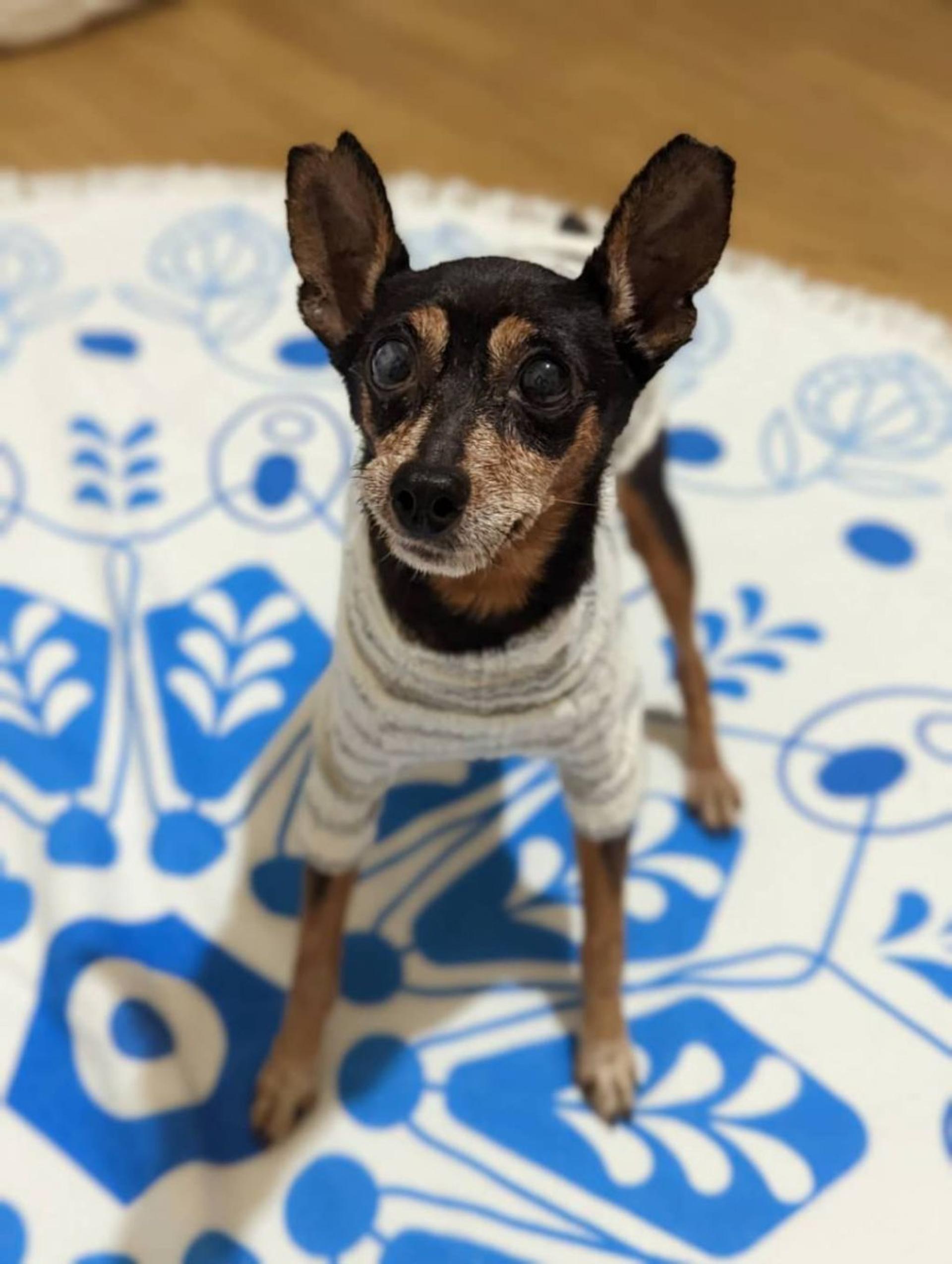 pet-image-2