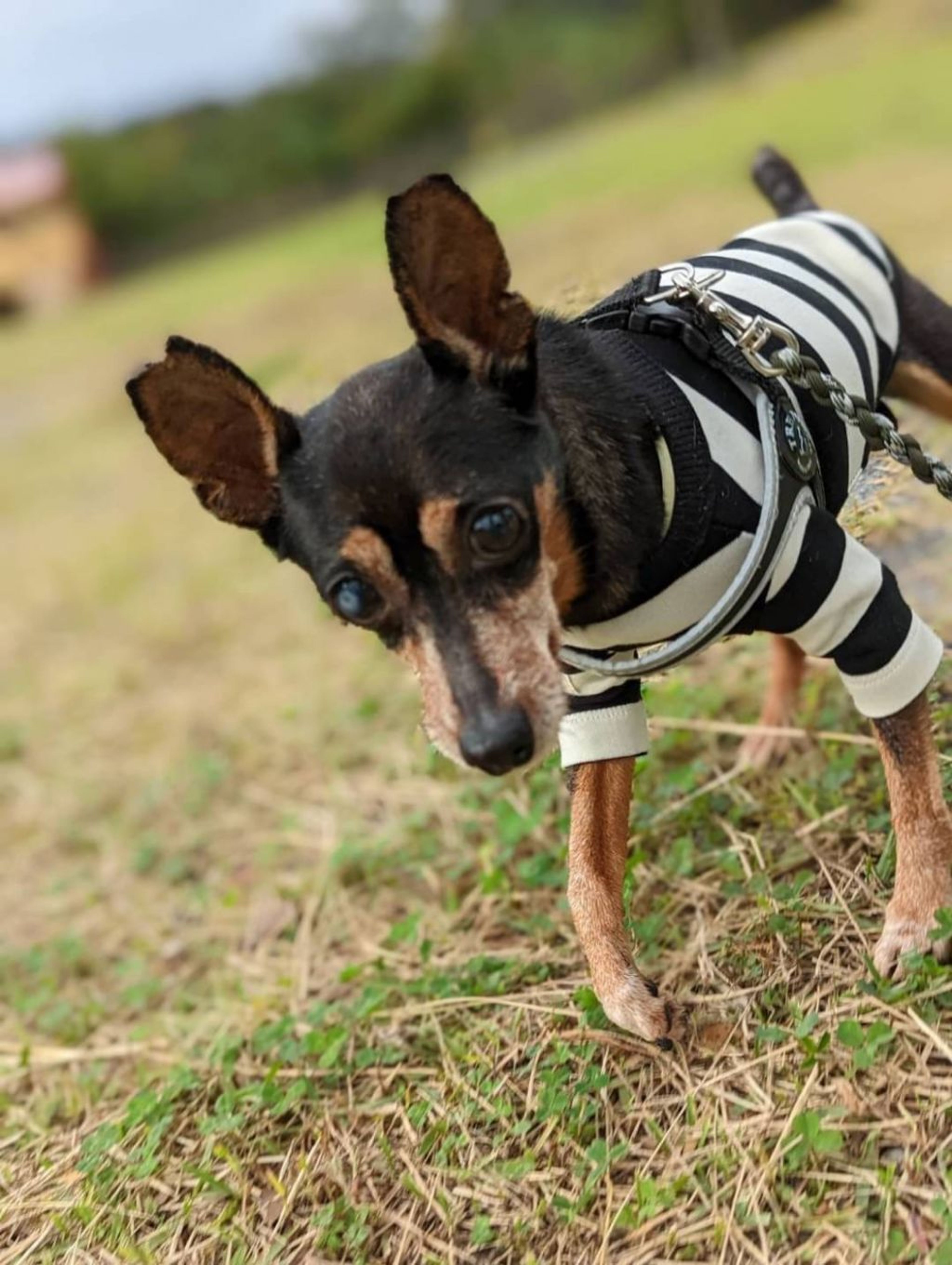 pet-image-3