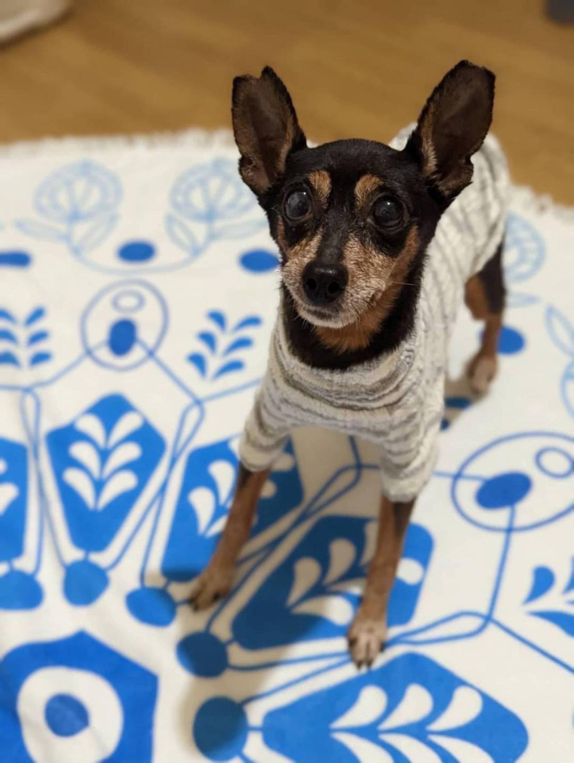 pet-image-4