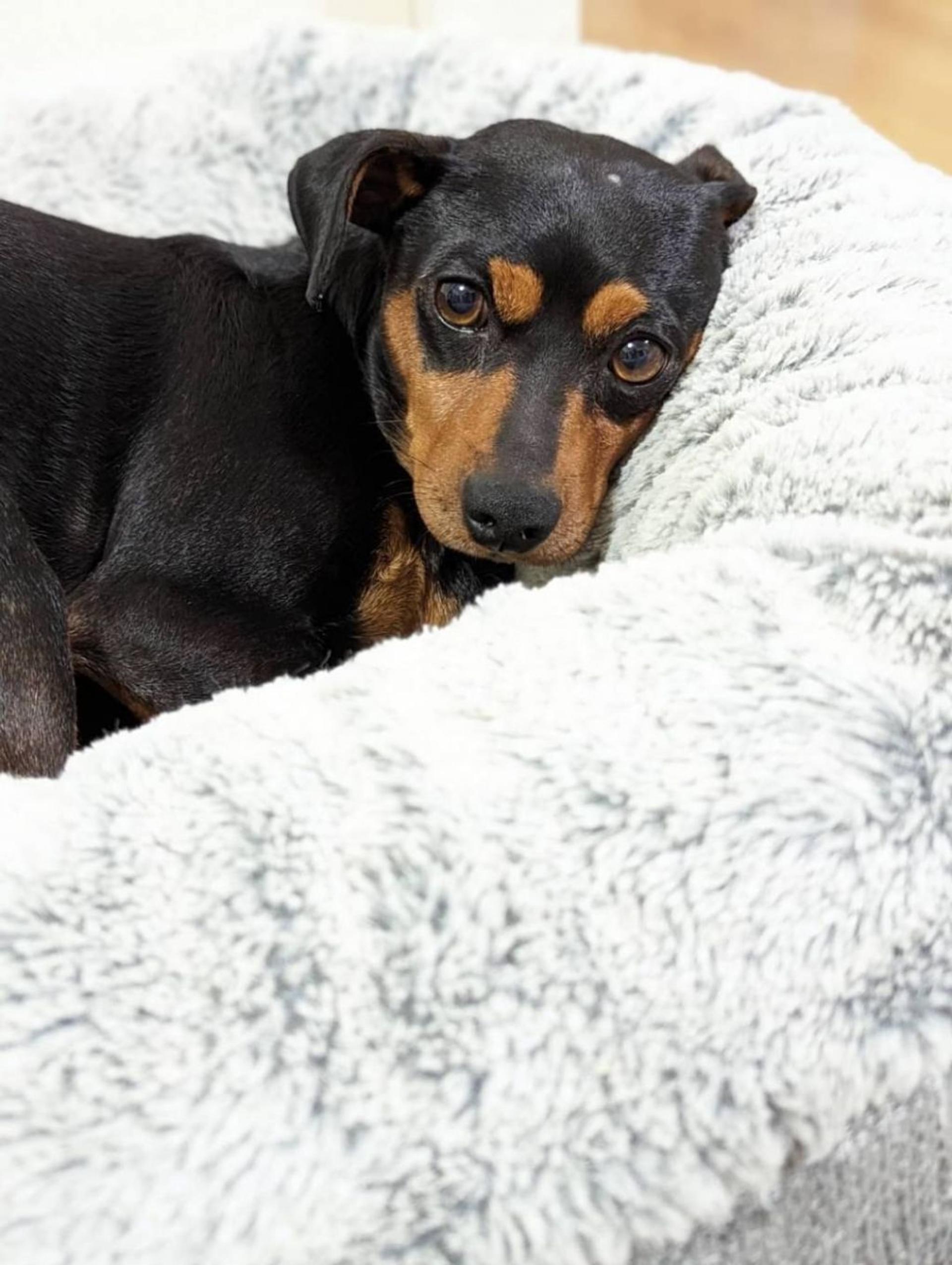 pet-image-4