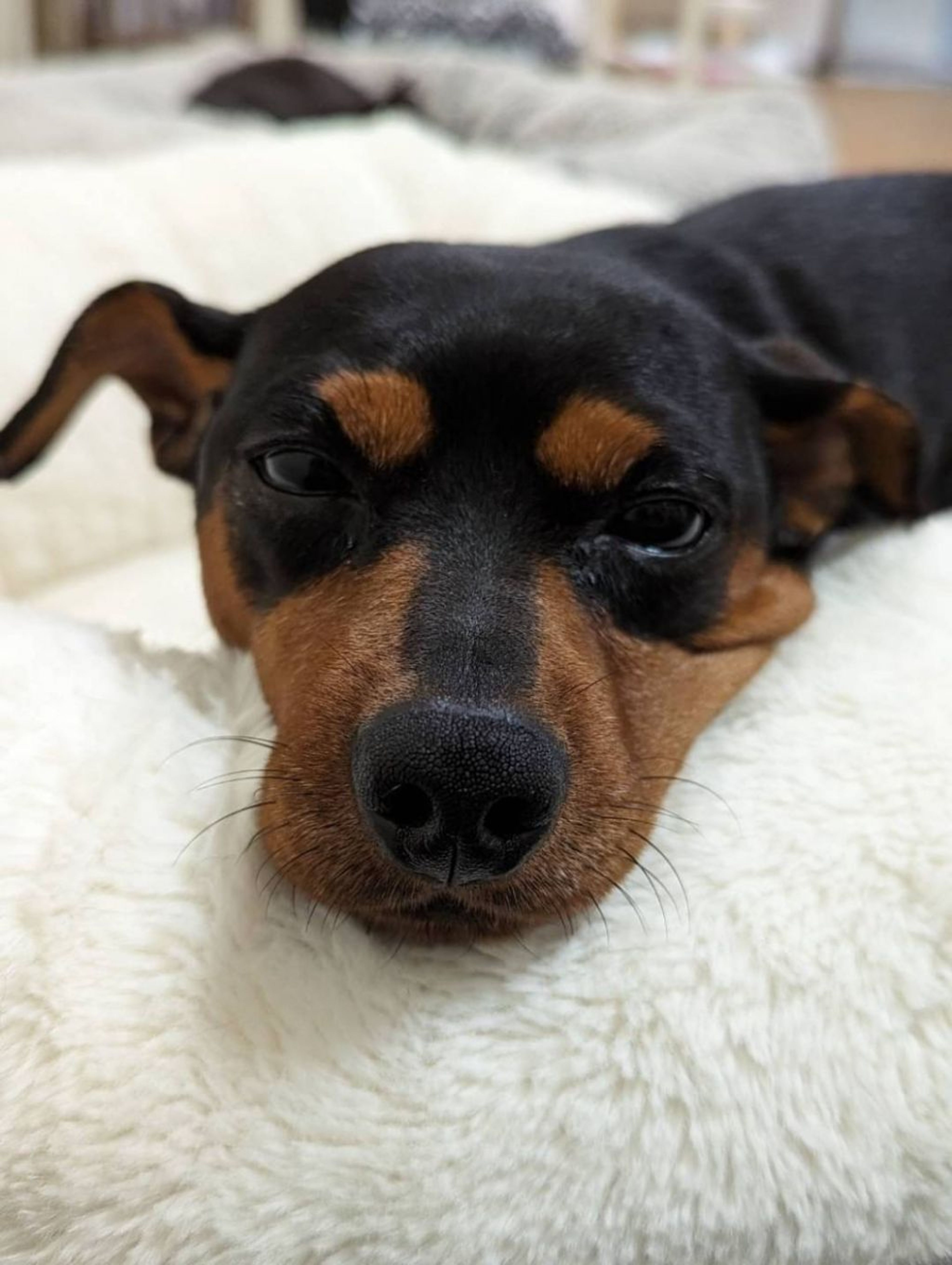 pet-image-5