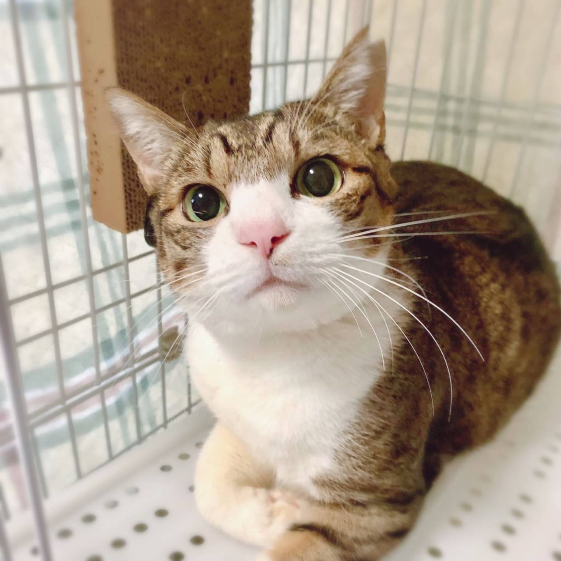 雑種（ミックス猫）・オスの里親募集の写真