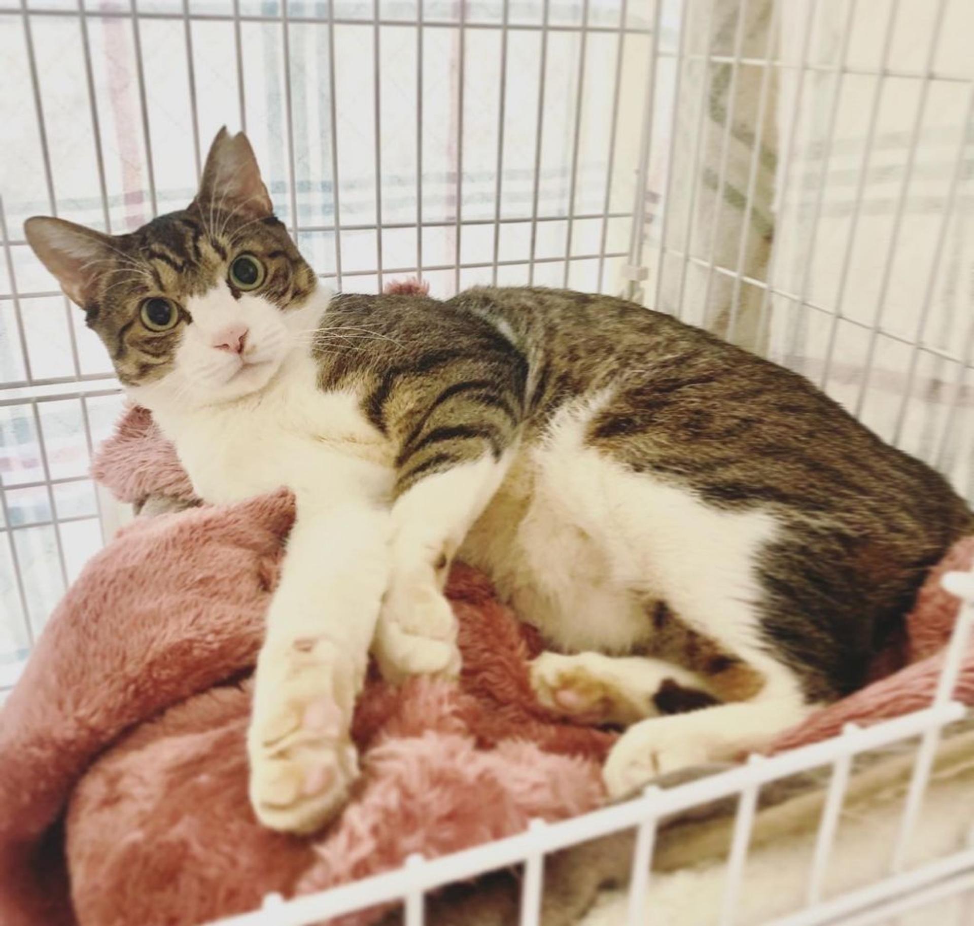 pet-image-2